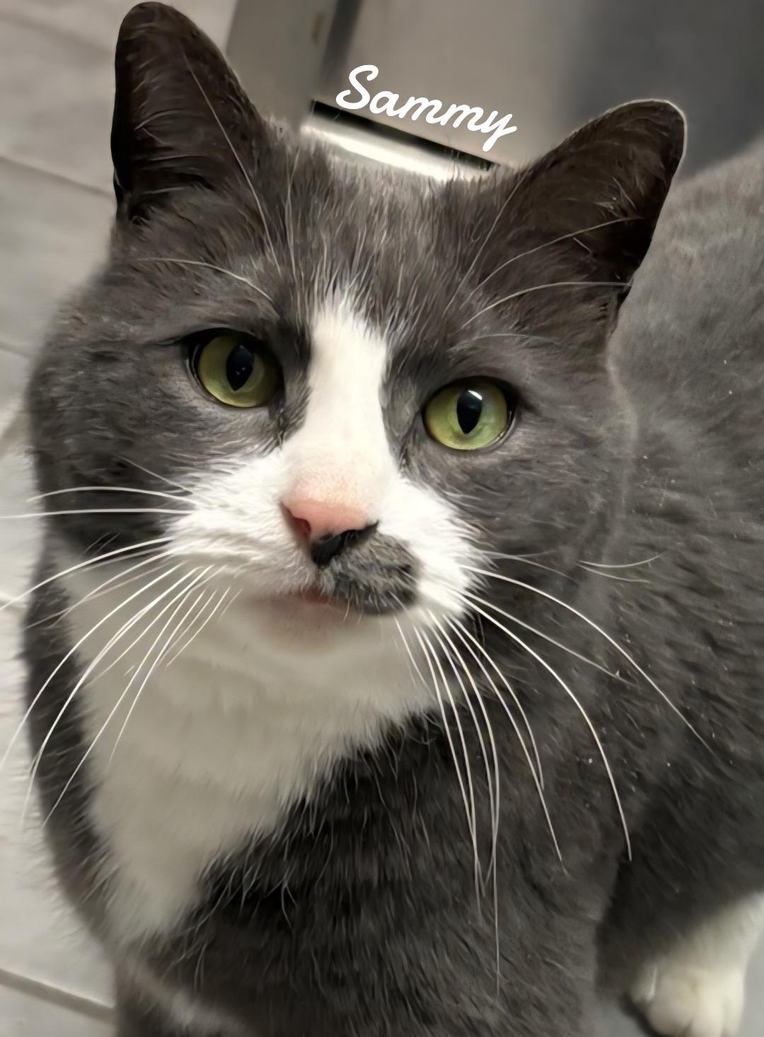 Enlarge Sammy, a Adoptable Domestic Short Hair in Naugatuck, CT image 3/3