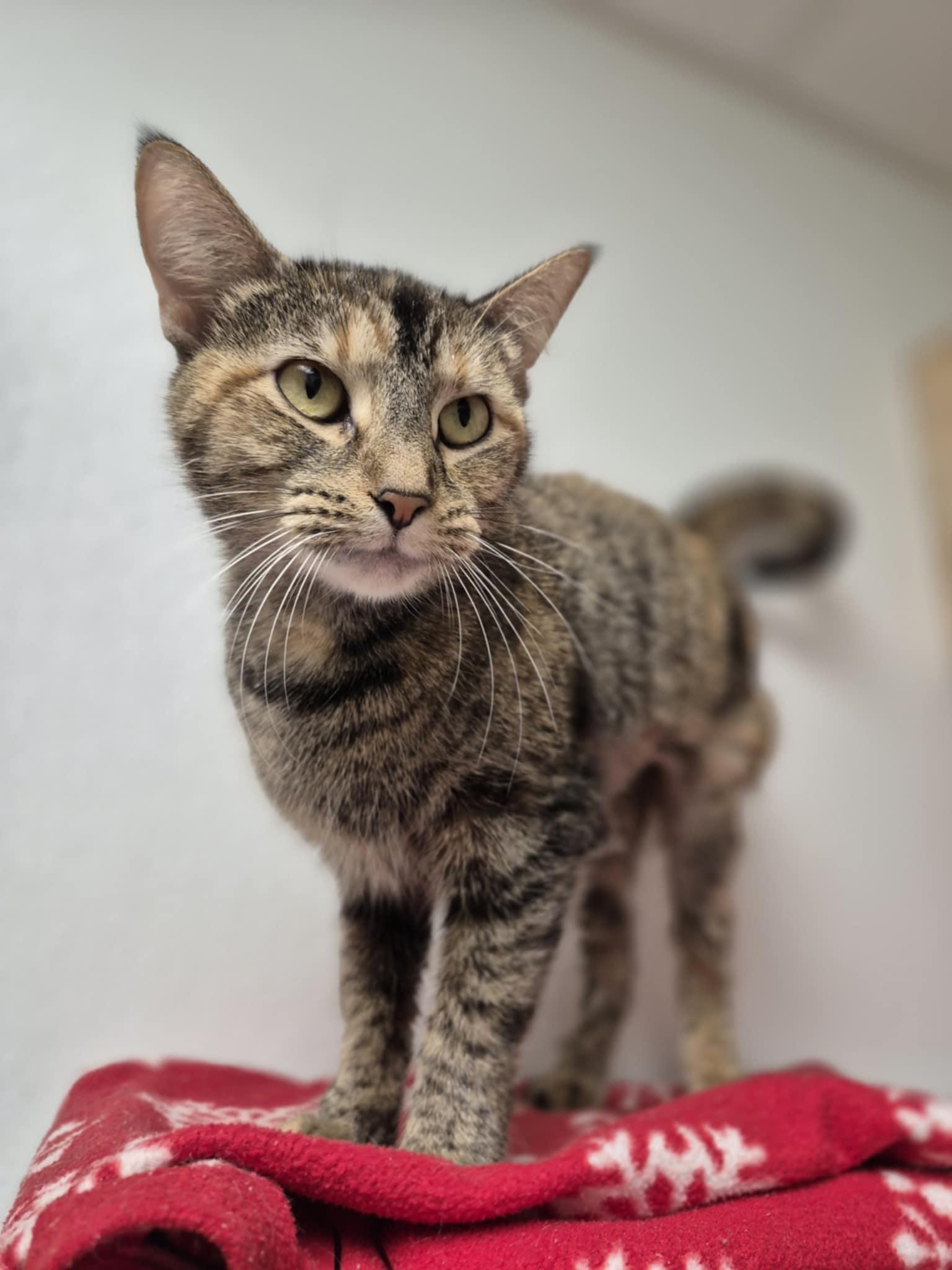 Enlarge Crow, a ADOPTABLE Domestic Short Hair in Bellaire, MI image 1/1