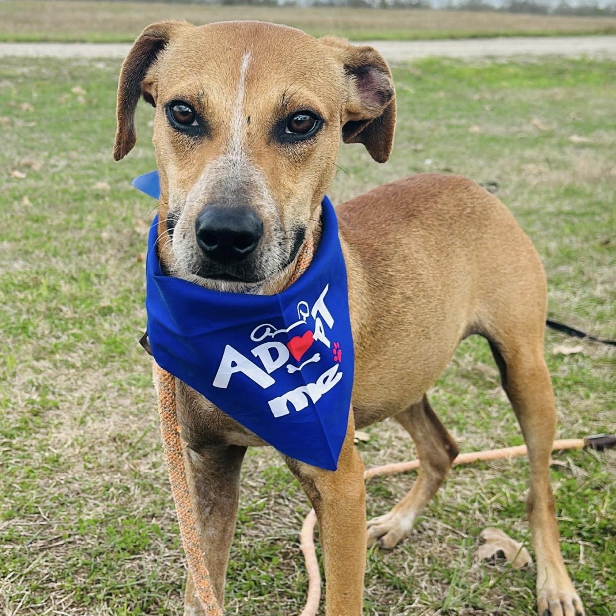 Blaze, Adoptable, Young Male Catahoula Leopard Dog & Black Mouth Cur.
