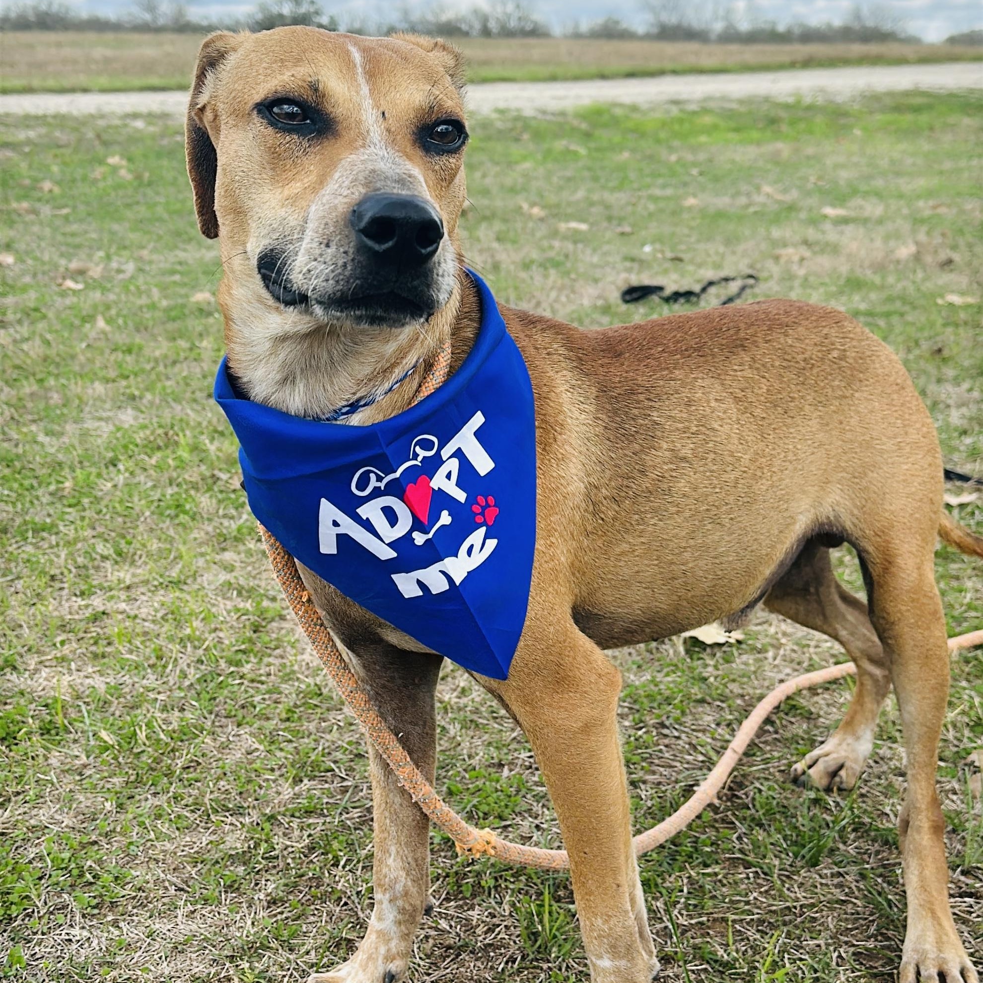 Enlarge Blaze, a Adoptable mixed breed in Gonzales, TX image 2/5