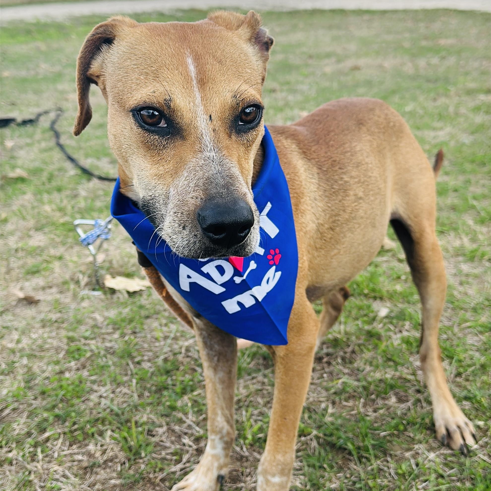 Enlarge Blaze, a Adoptable mixed breed in Gonzales, TX image 3/5
