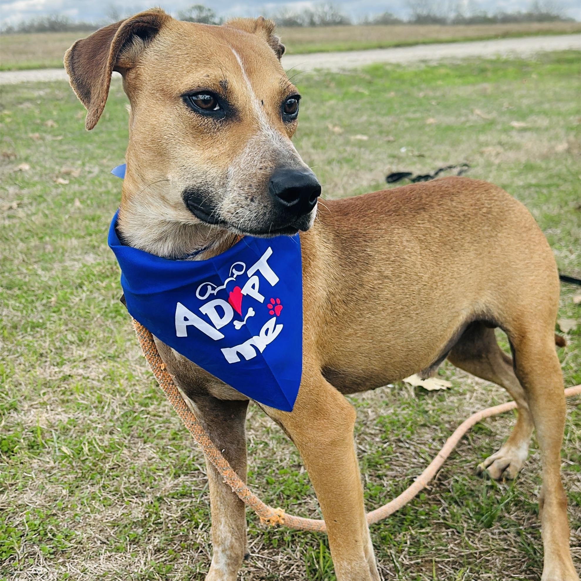 Enlarge Blaze, a Adoptable mixed breed in Gonzales, TX image 4/5
