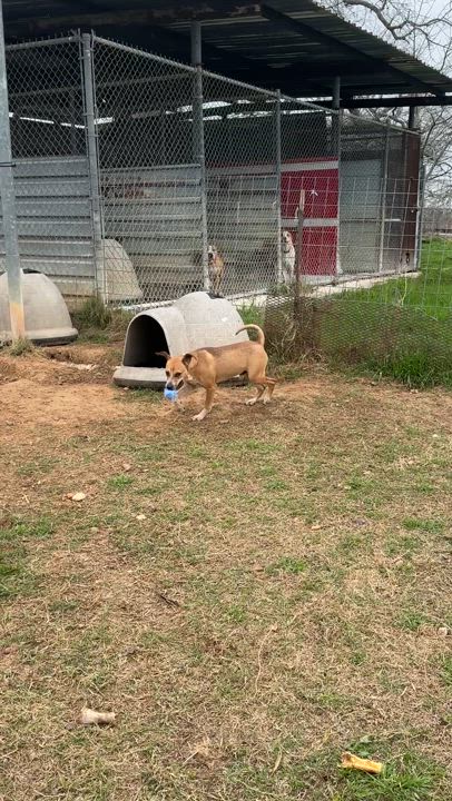 Enlarge Blaze, a Adoptable mixed breed in Gonzales, TX video 5/5