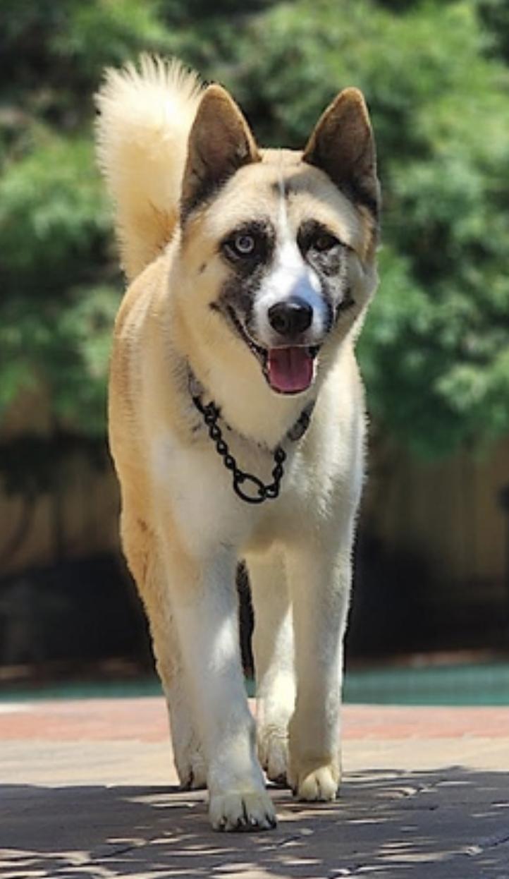 Hatchi — thumbnail 2