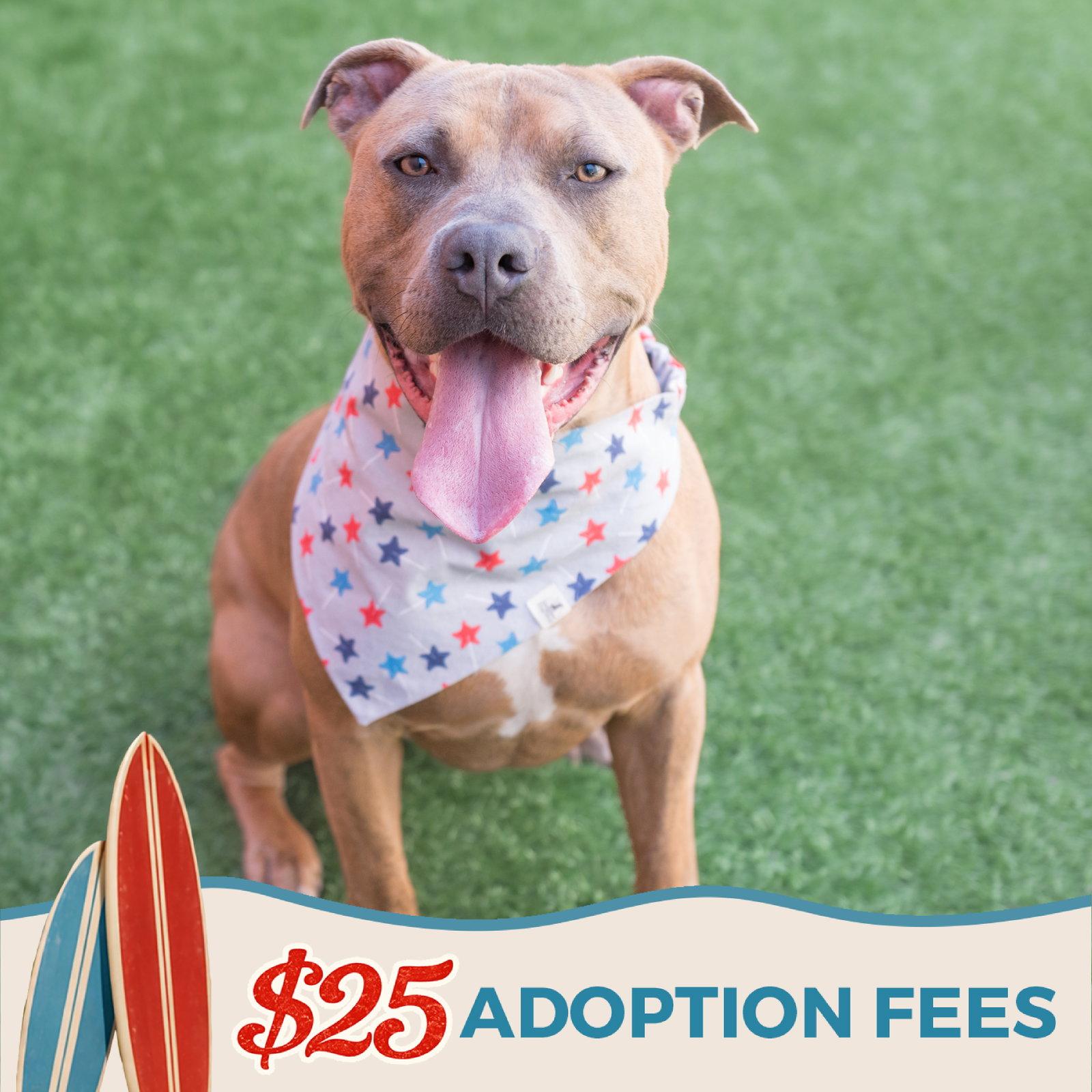Skeeter, a Adoptable Pit Bull Terrier in Burlingame, CA image 1/3