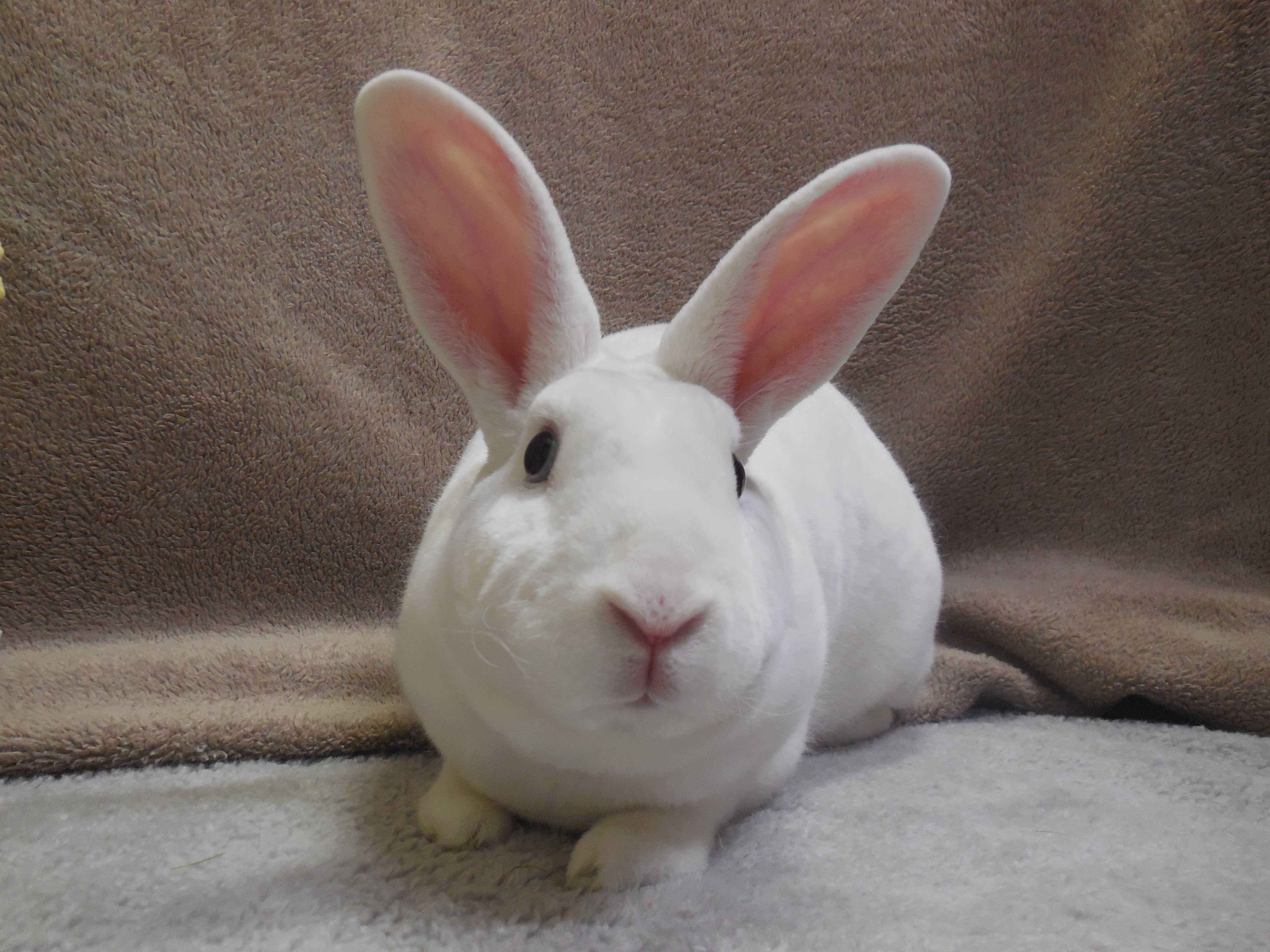 Enlarge Lovey, a Adoptable Mini Rex in Poughkeepsie, NY image 1/6