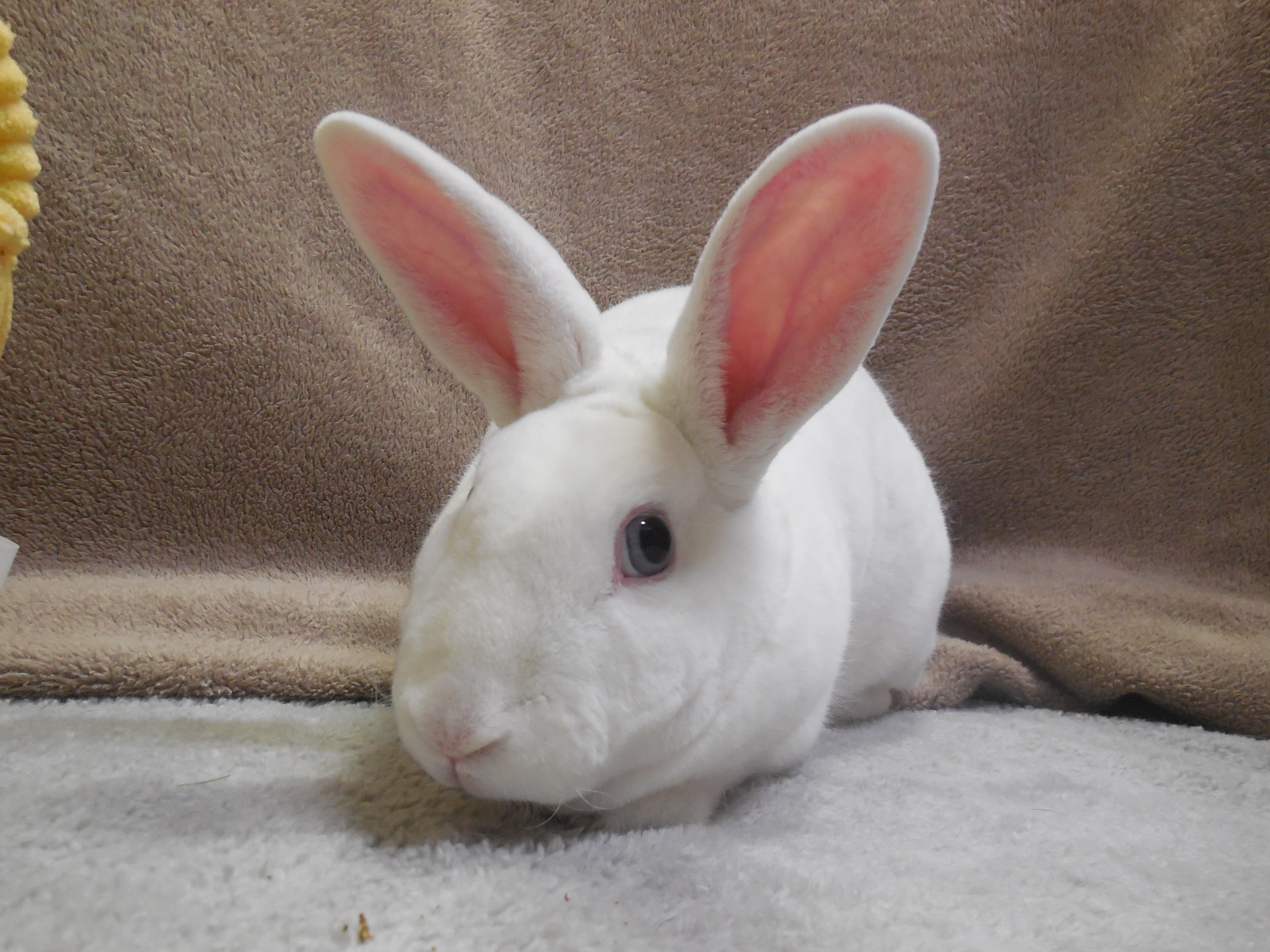 Enlarge Lovey, a Adoptable Mini Rex in Poughkeepsie, NY image 2/6