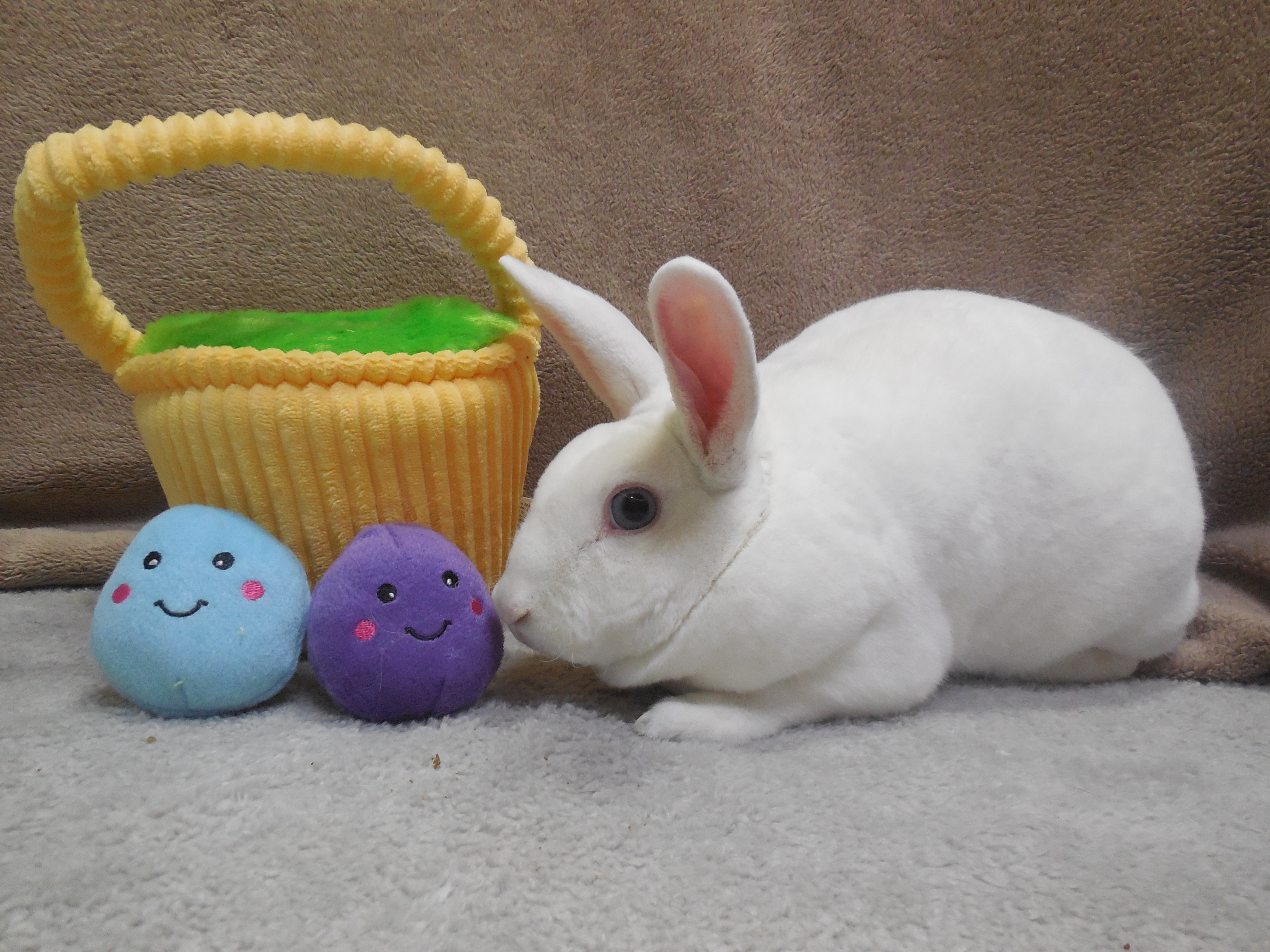 Enlarge Lovey, a Adoptable Mini Rex in Poughkeepsie, NY image 3/6