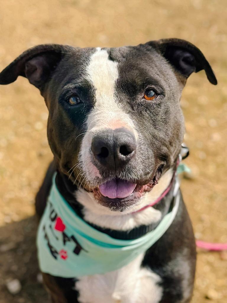 Enlarge Sully, a Adoptable Pit Bull Terrier in Tehachapi, CA image 2/4