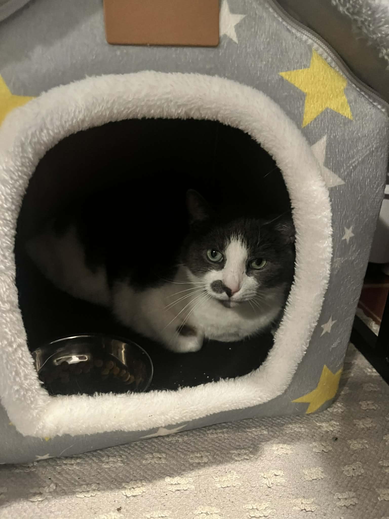 Enlarge Grey, a Adoptable Domestic Short Hair in Roslindale, MA image 4/4