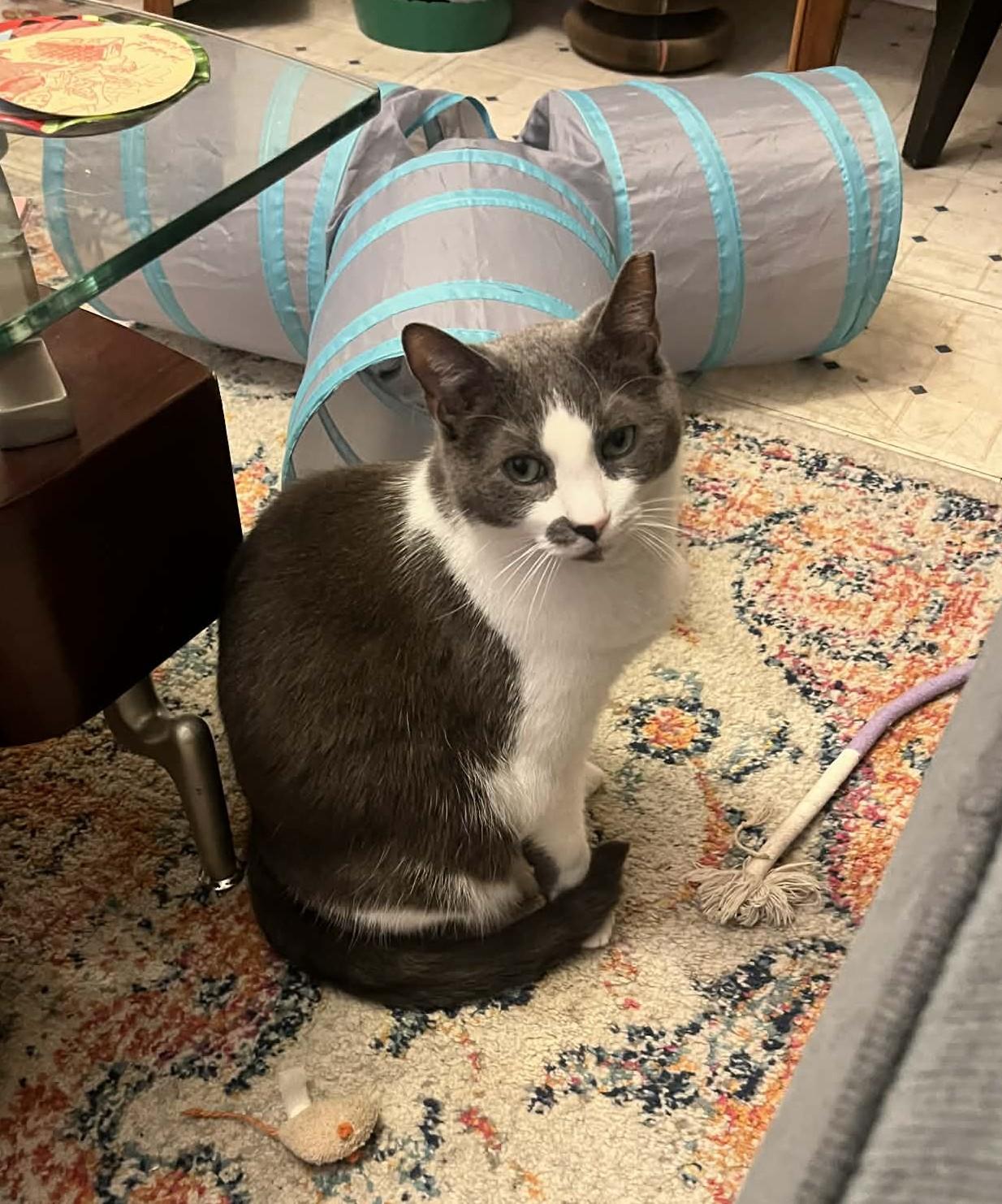 Grey, a Adoptable Domestic Short Hair in Roslindale, MA image 3/4