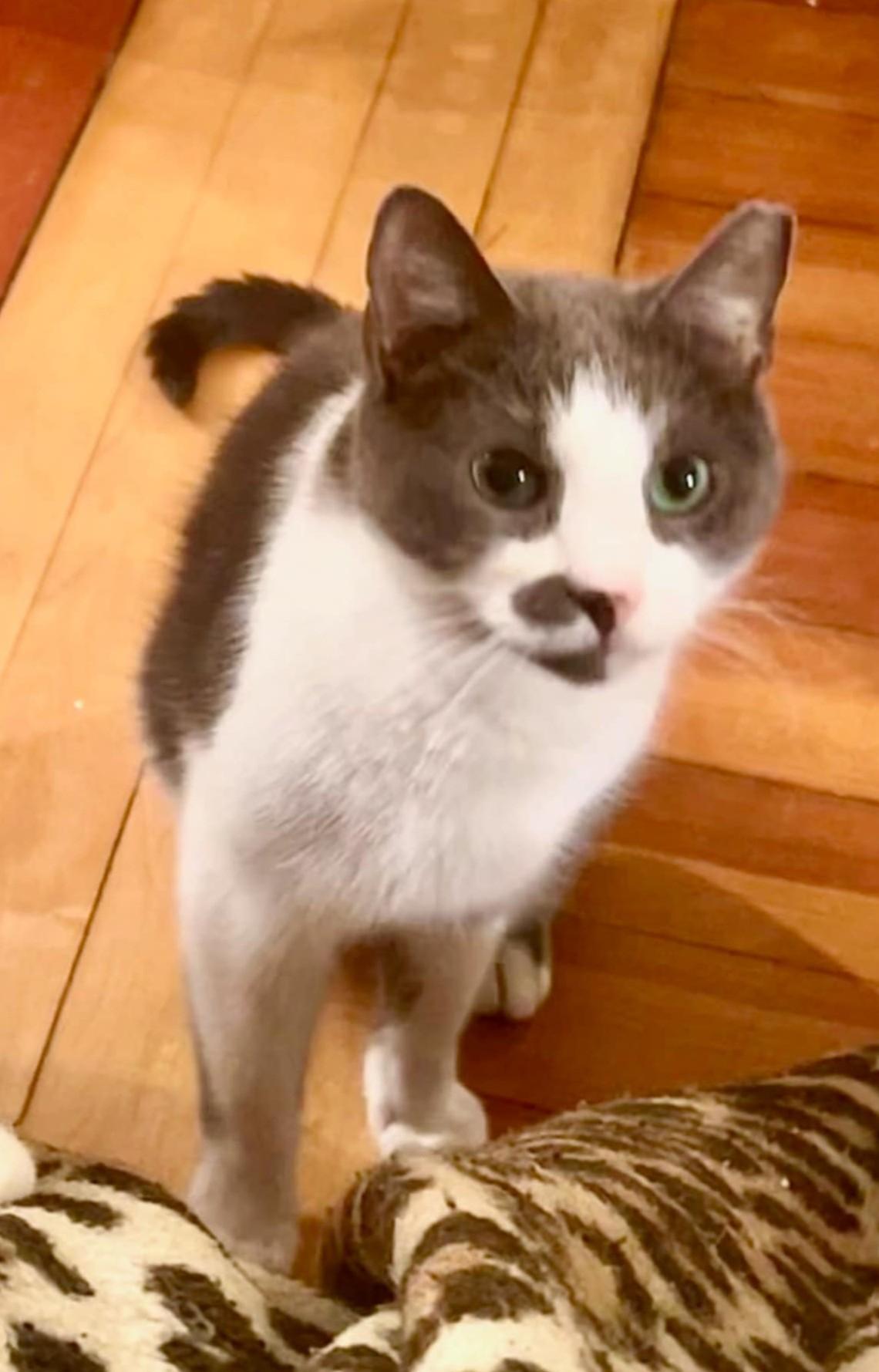 Grey, Adoptable, Adult Male Domestic Short Hair.