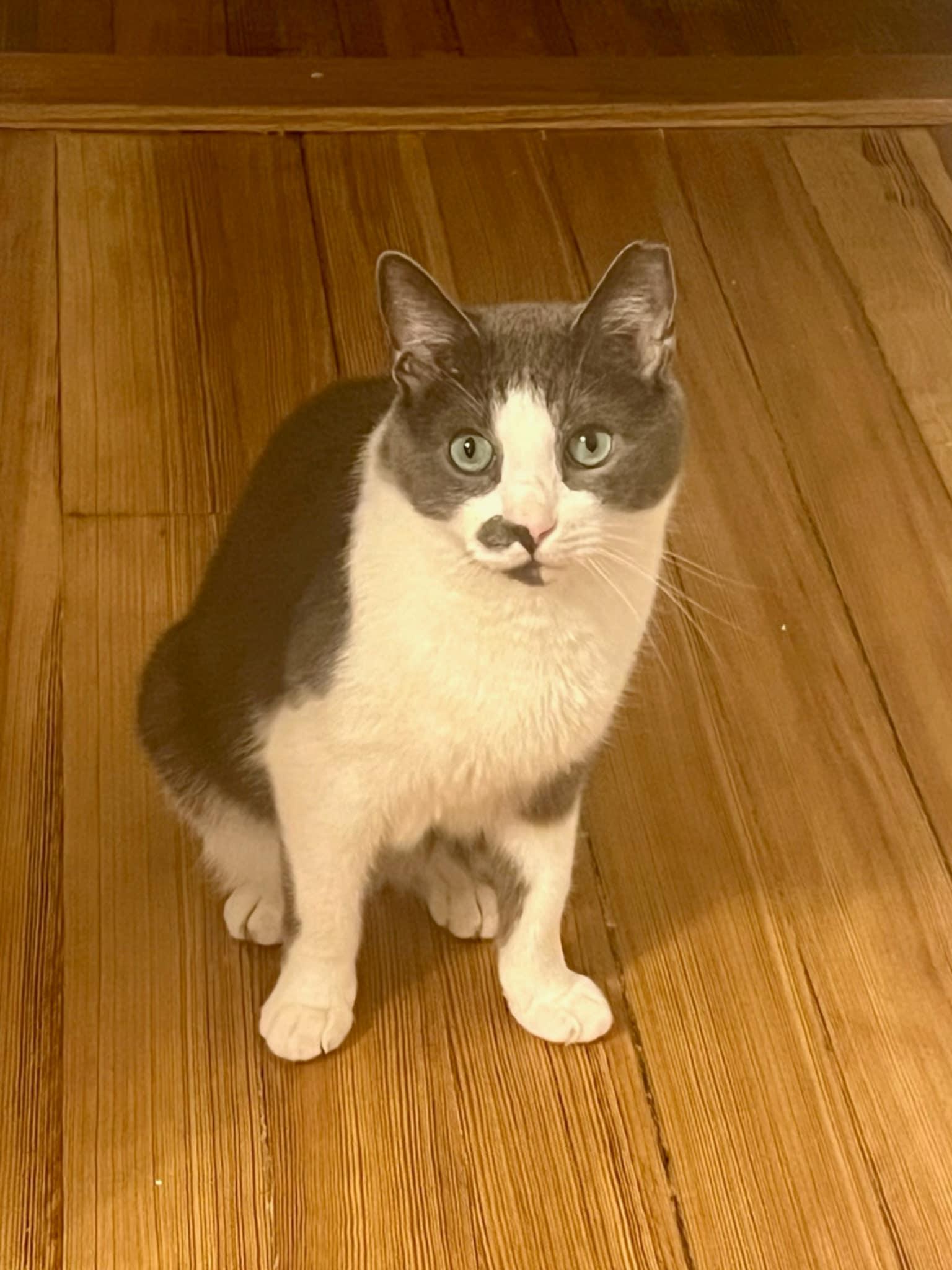 Enlarge Grey, a Adoptable Domestic Short Hair in Roslindale, MA image 2/4