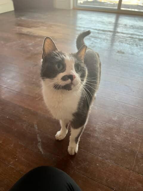 Grey, Adoptable, Adult Male Domestic Short Hair.