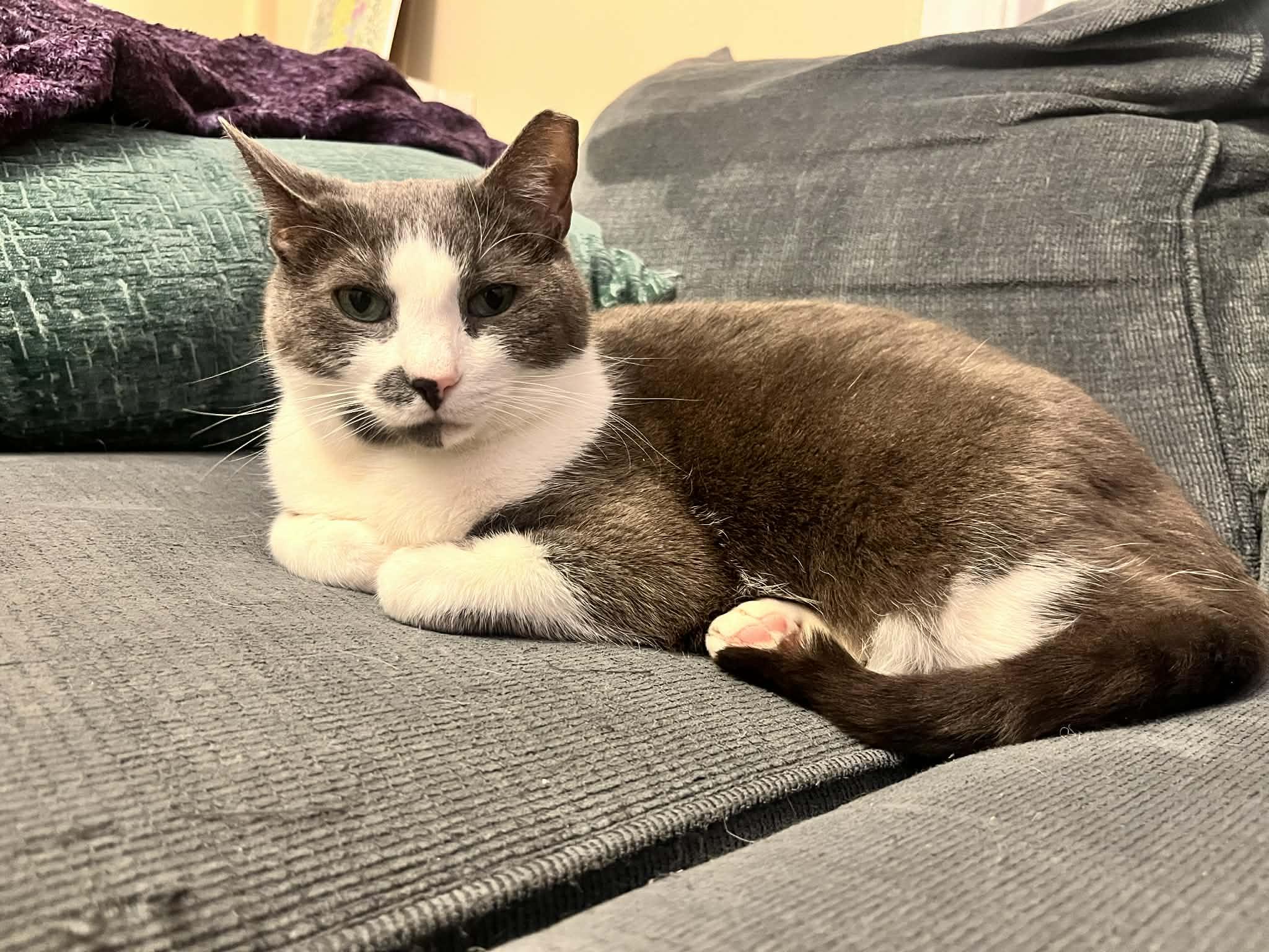 Grey, a Adoptable Domestic Short Hair in Roslindale, MA image 4/4