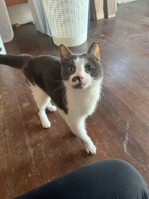 Grey, Adoptable, Adult Male Domestic Short Hair.