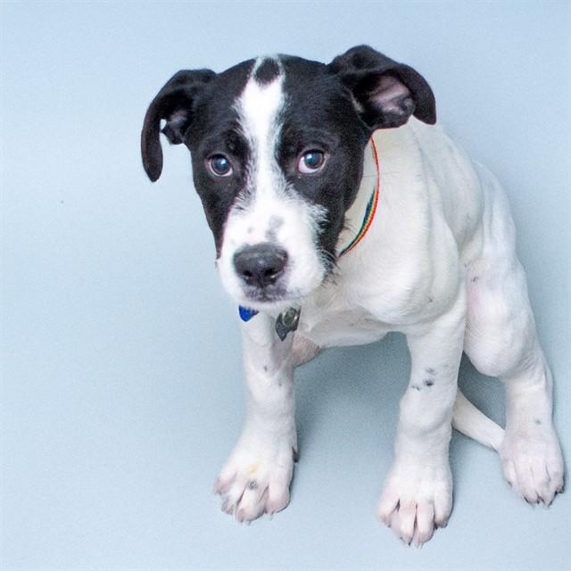 Enlarge LEROY, a Adoptable mixed breed in St. Louis, MO image 1/1