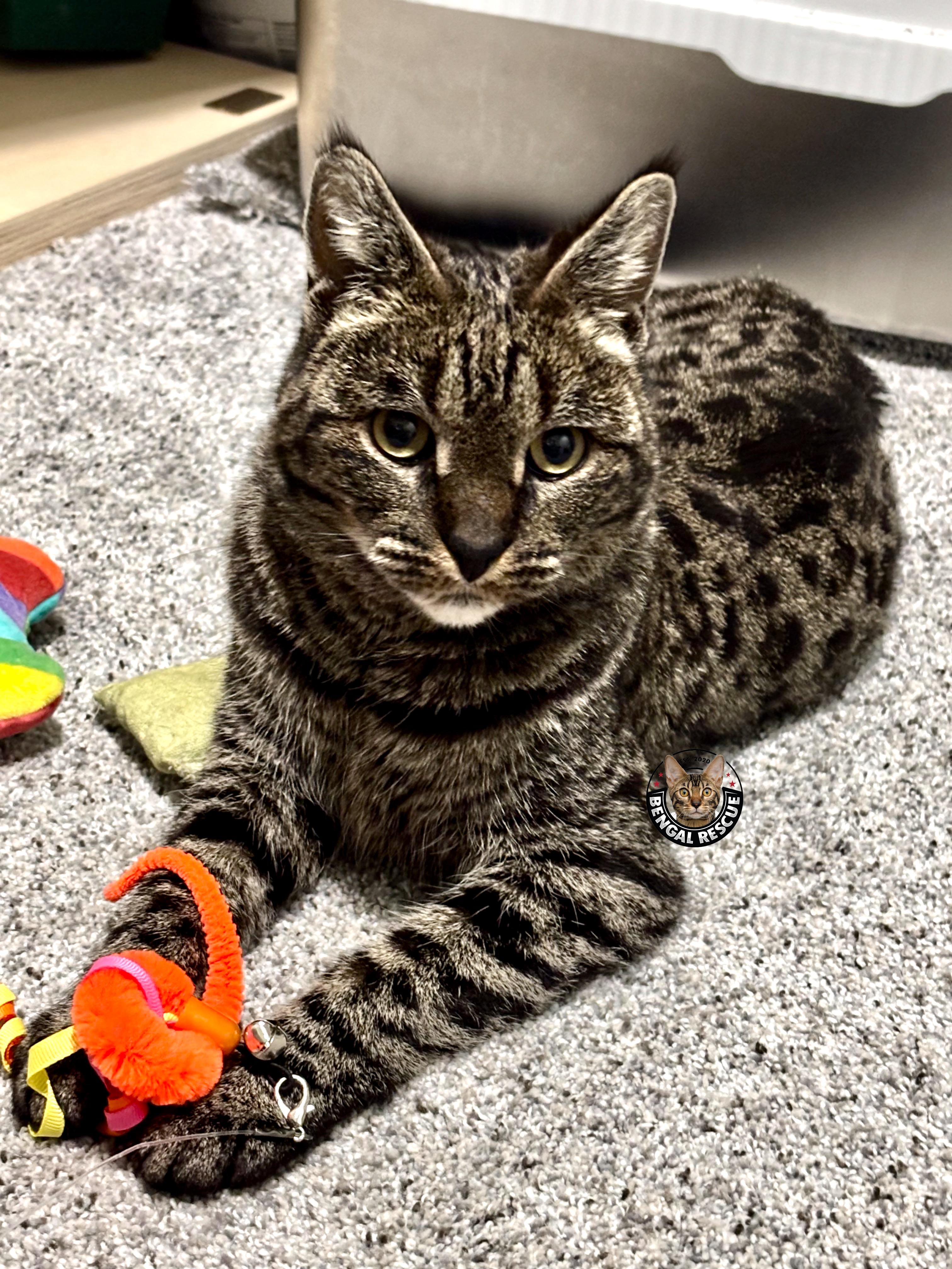 Xena, a ADOPTABLE Savannah in Orem, UT image 3/6