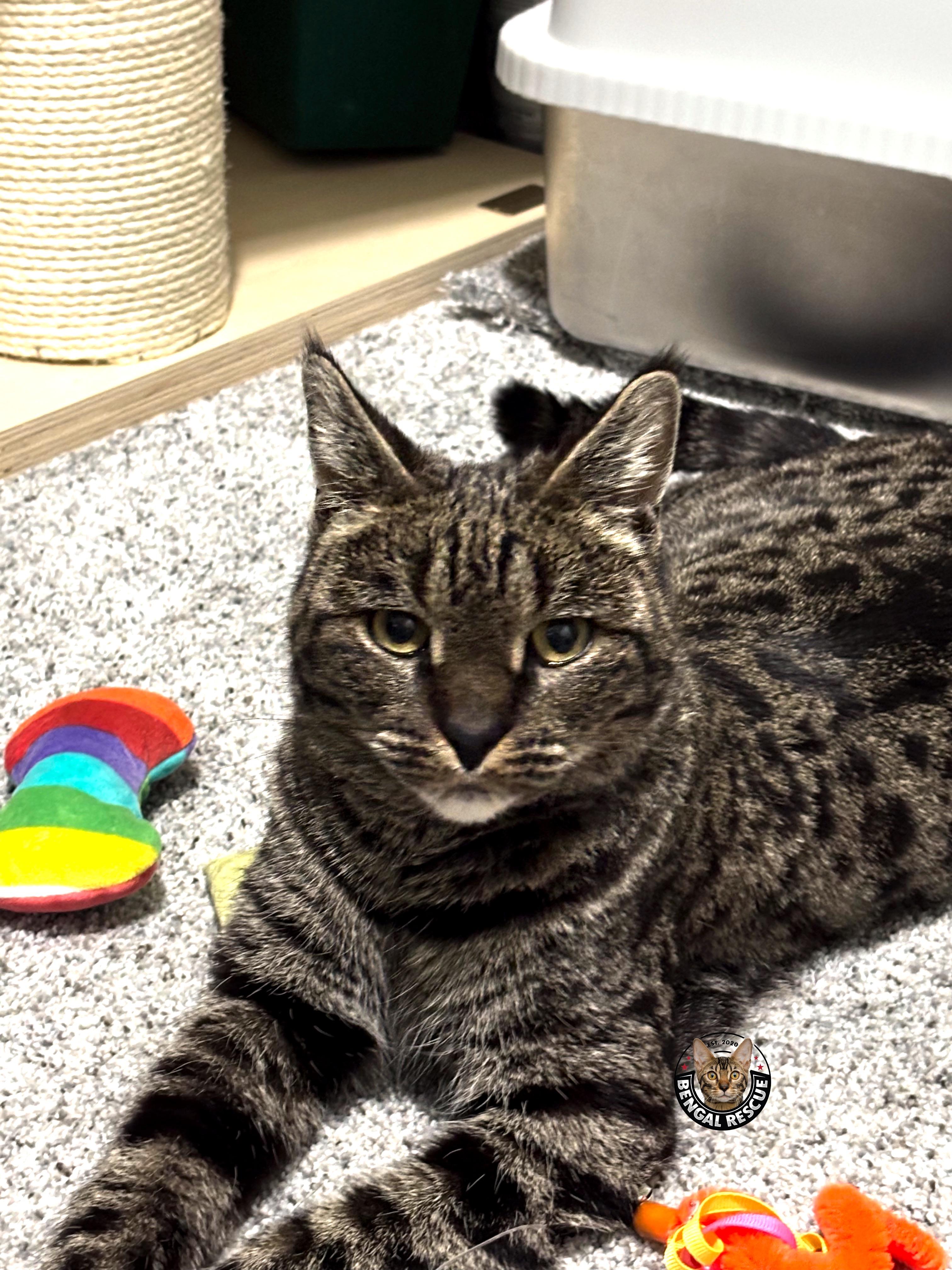 Xena, a ADOPTABLE Savannah in Orem, UT image 5/6