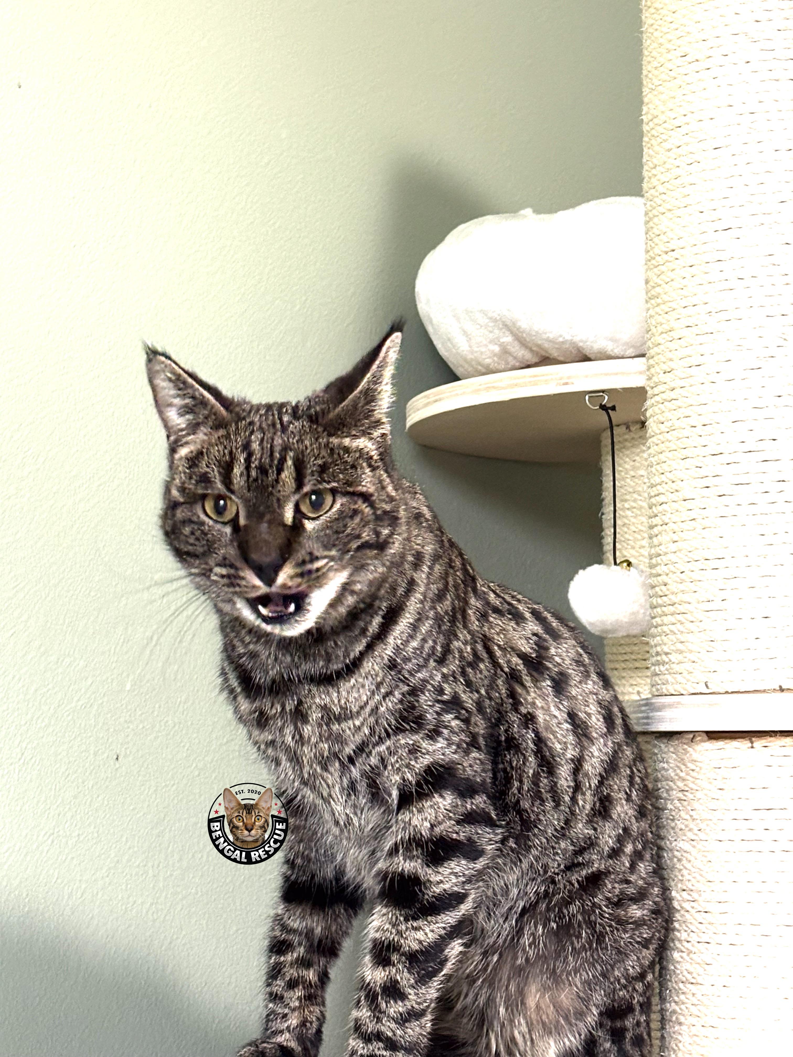 Xena, a ADOPTABLE Savannah in Orem, UT image 4/6