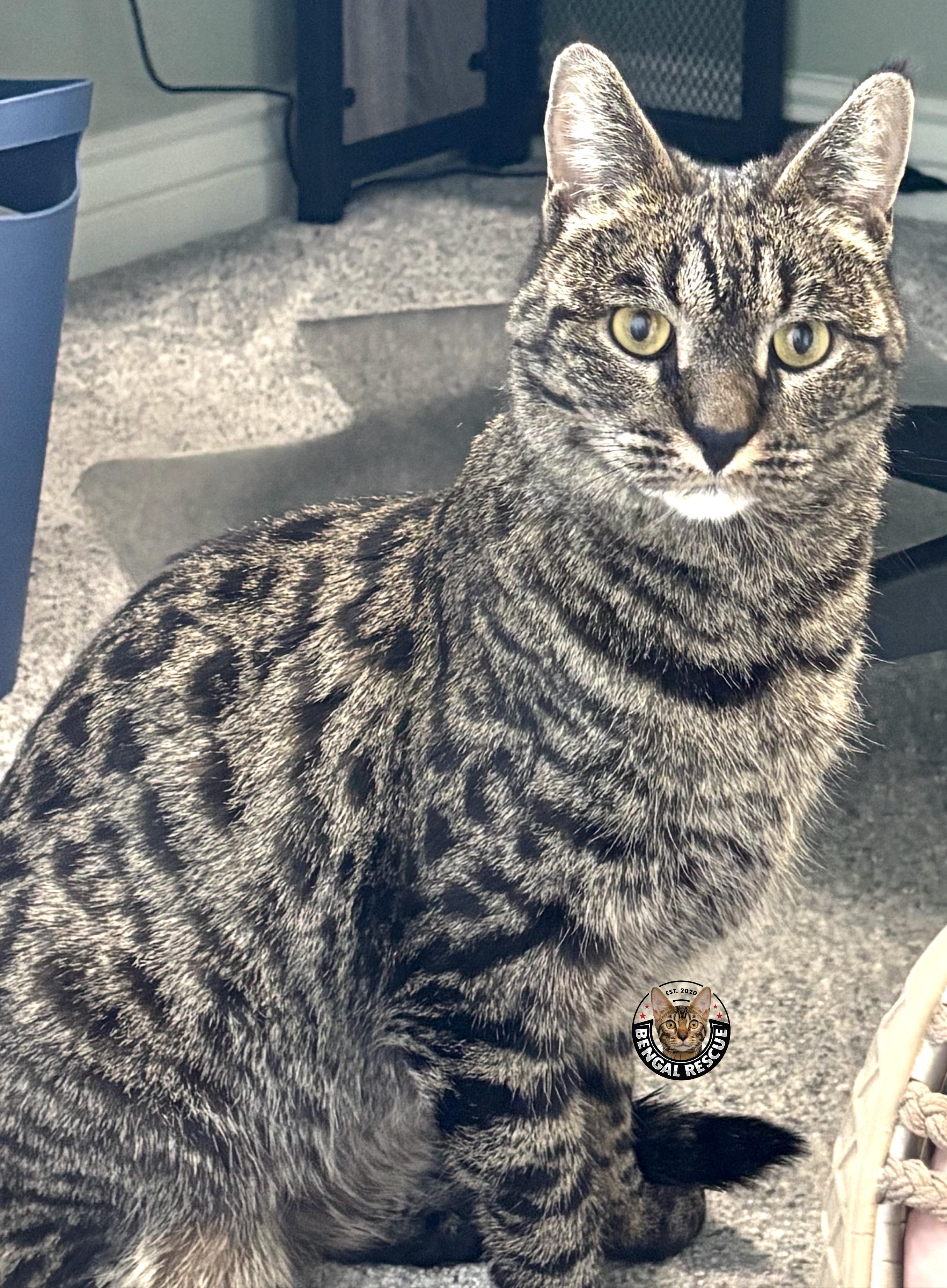 Xena, a ADOPTABLE Savannah in Orem, UT image 6/6
