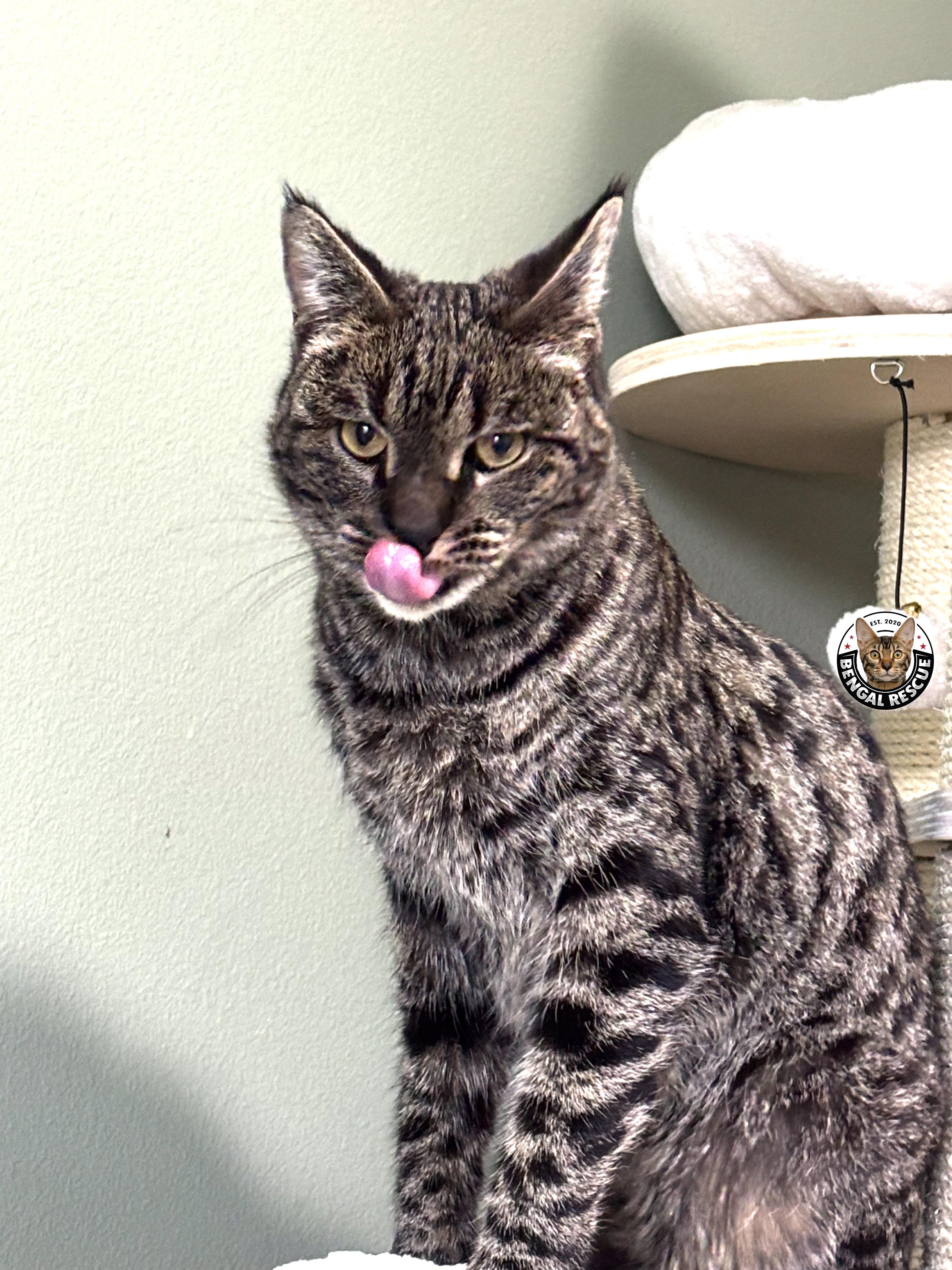 Xena, a ADOPTABLE Savannah in Orem, UT image 2/6