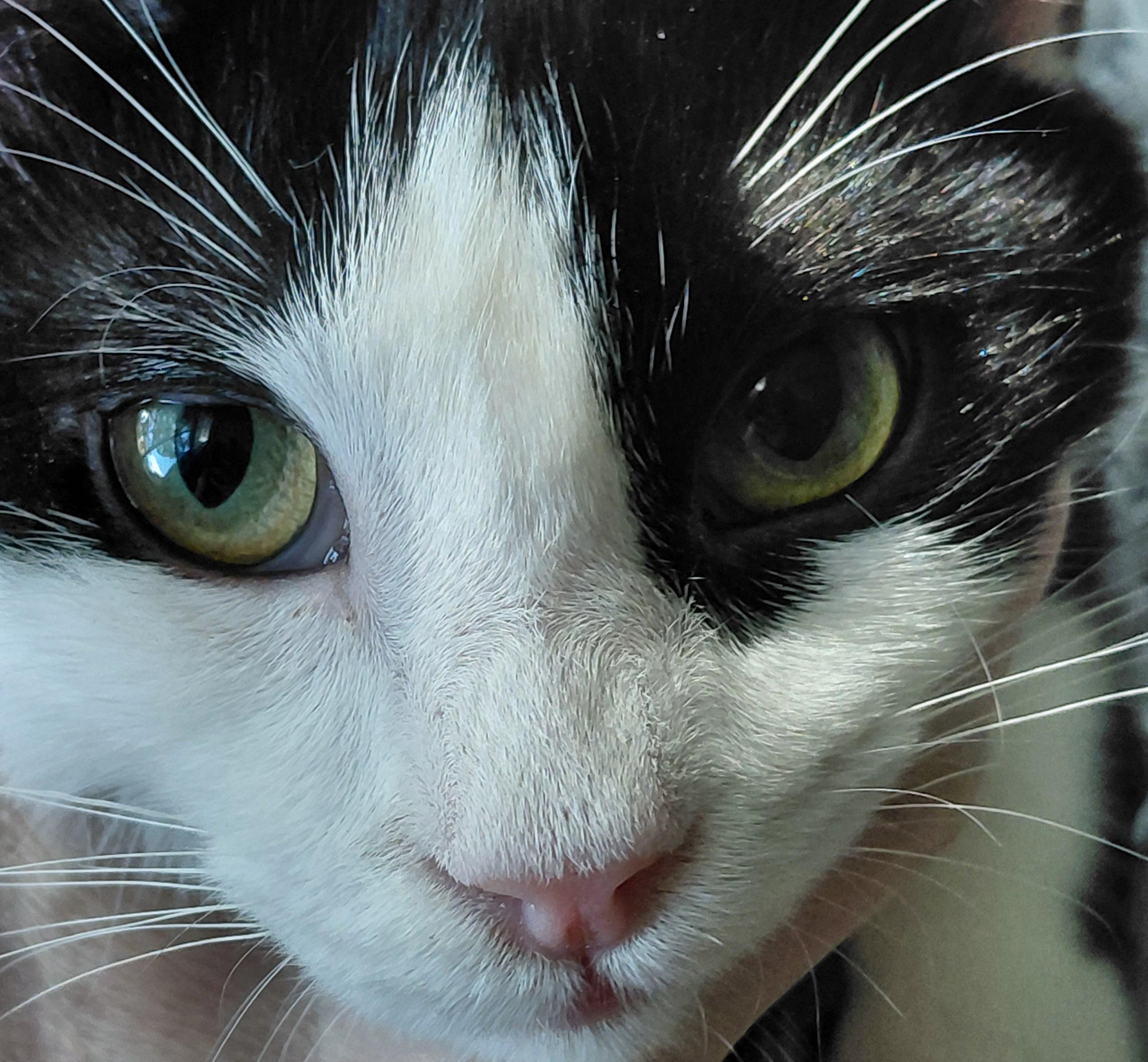 Enlarge Oscar, a Adoptable mixed breed in Melbourne, FL image 5/5