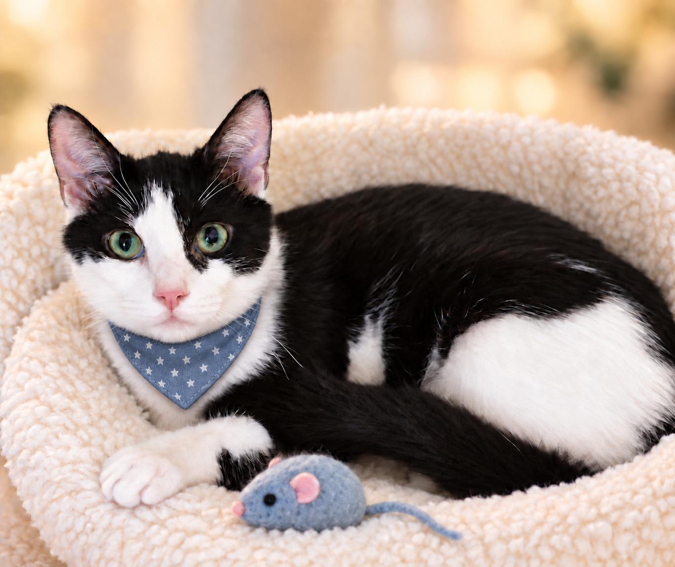 Enlarge Oscar, a Adoptable mixed breed in Melbourne, FL image 2/5