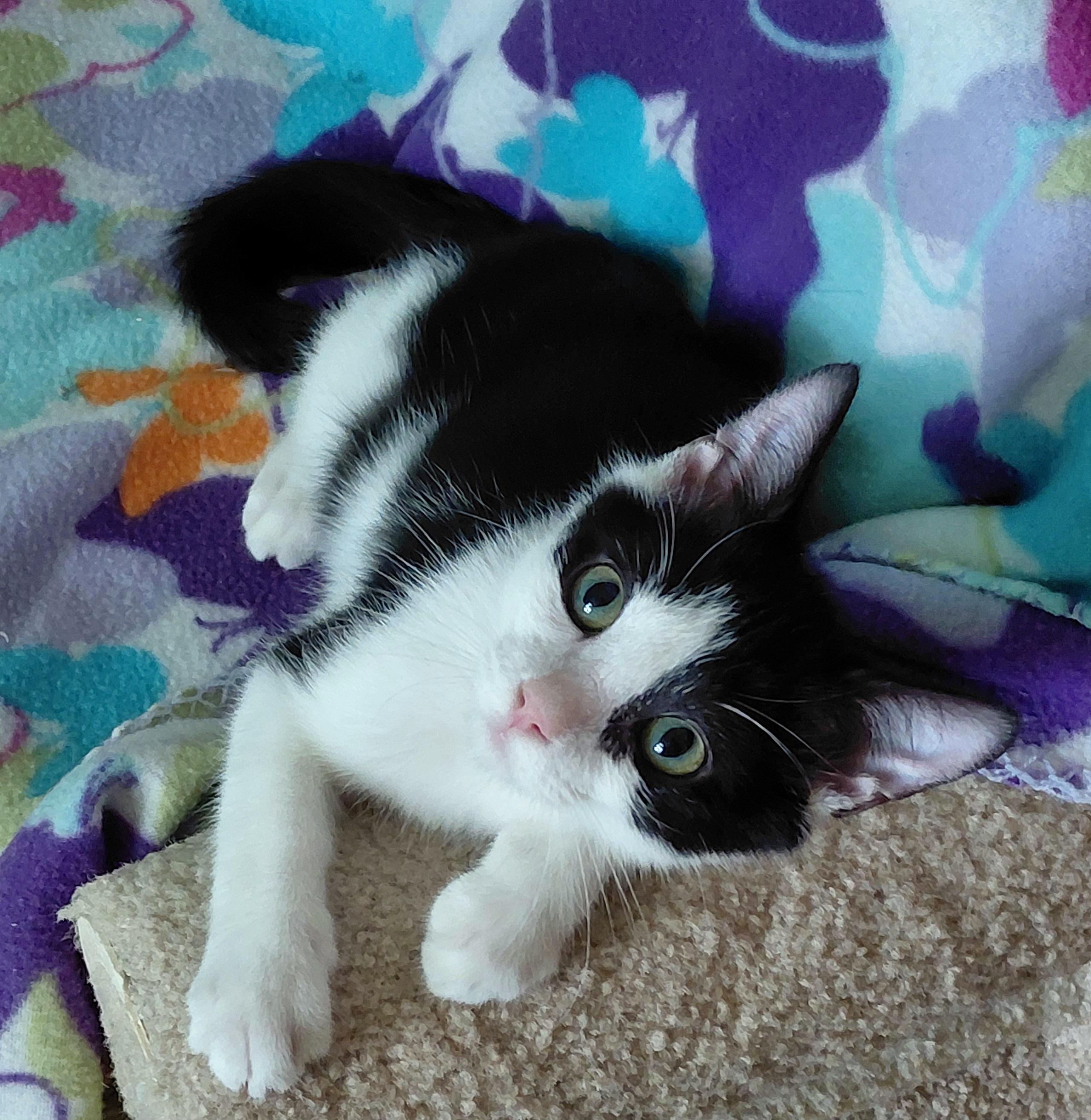 Enlarge Oscar, a ADOPTABLE mixed breed in Melbourne, FL image 2/3