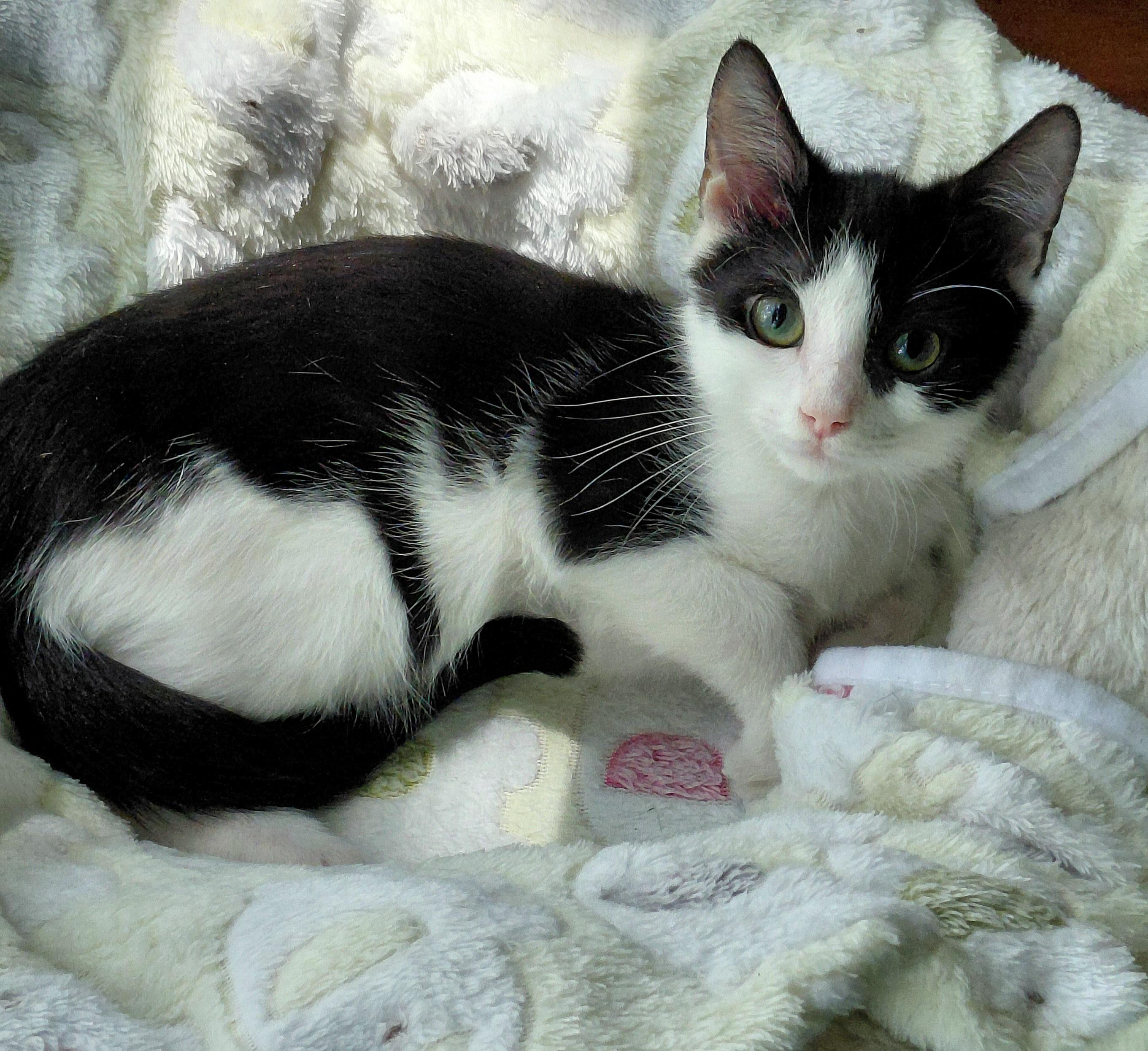 Oscar, ADOPTABLE, Kitten Male Tuxedo & Domestic Short Hair.