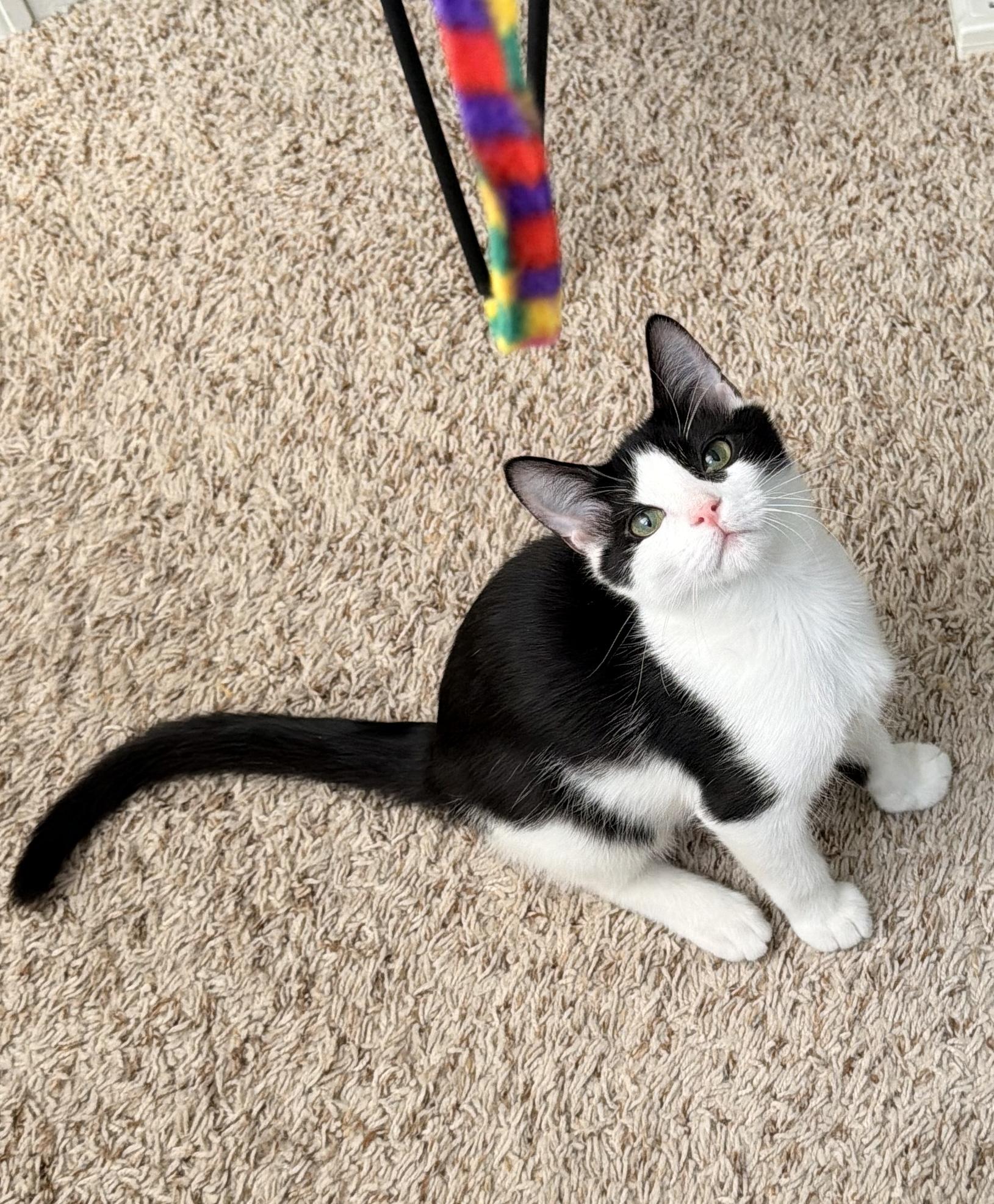 Oscar, a ADOPTABLE mixed breed in Melbourne, FL image 5/6