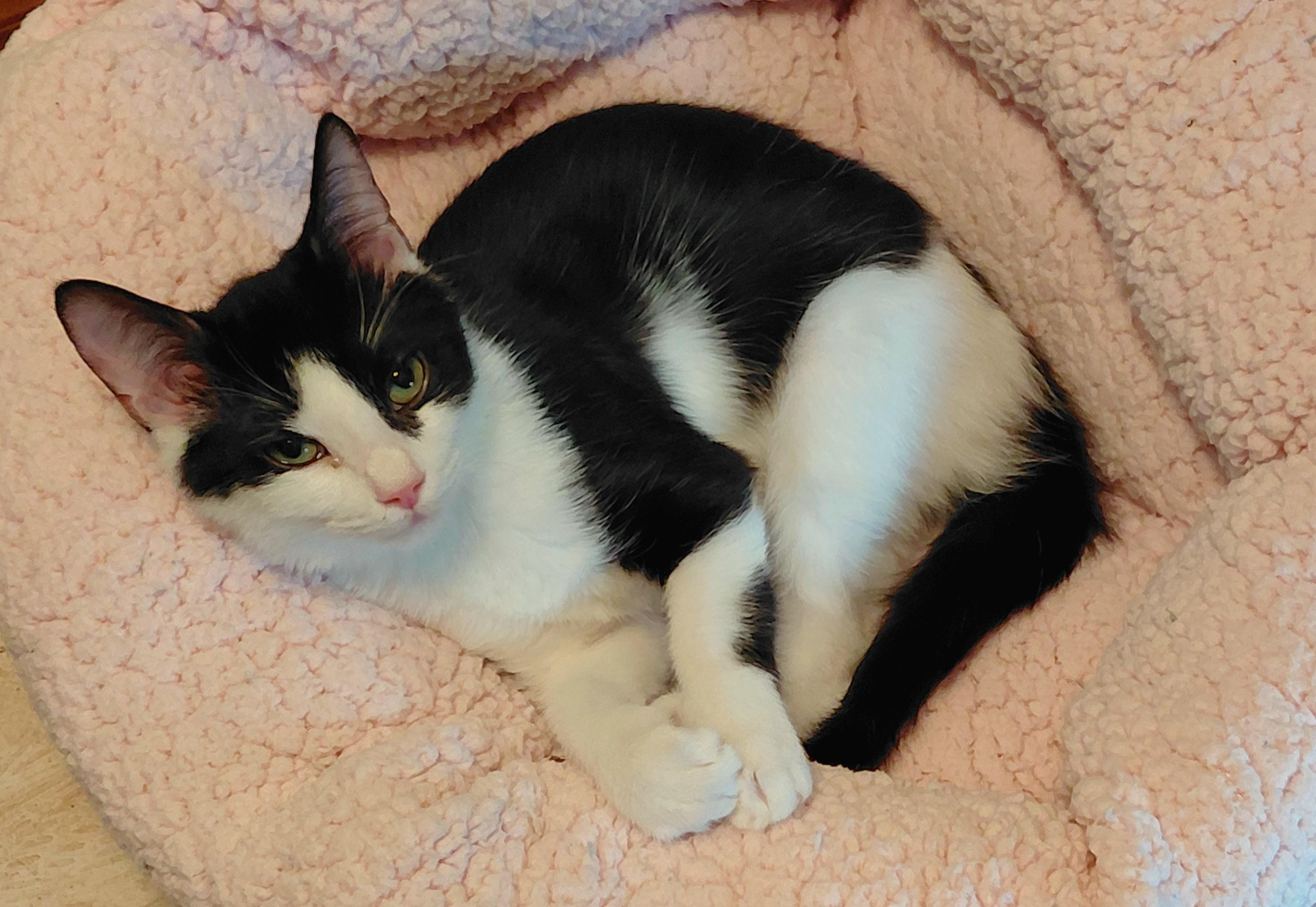 Oscar, a ADOPTABLE mixed breed in Melbourne, FL image 6/6