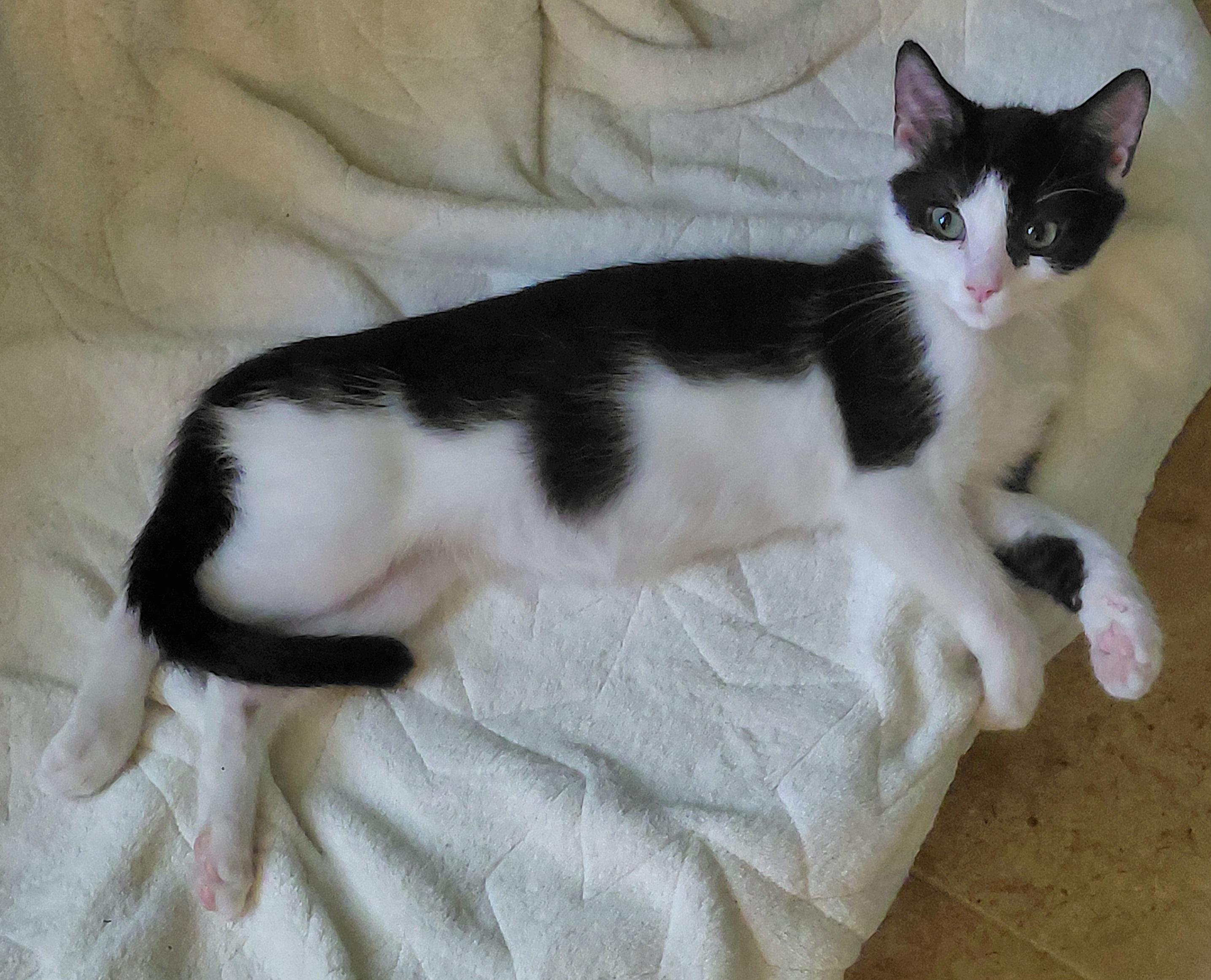 Enlarge Oscar, a ADOPTABLE mixed breed in Melbourne, FL image 3/3