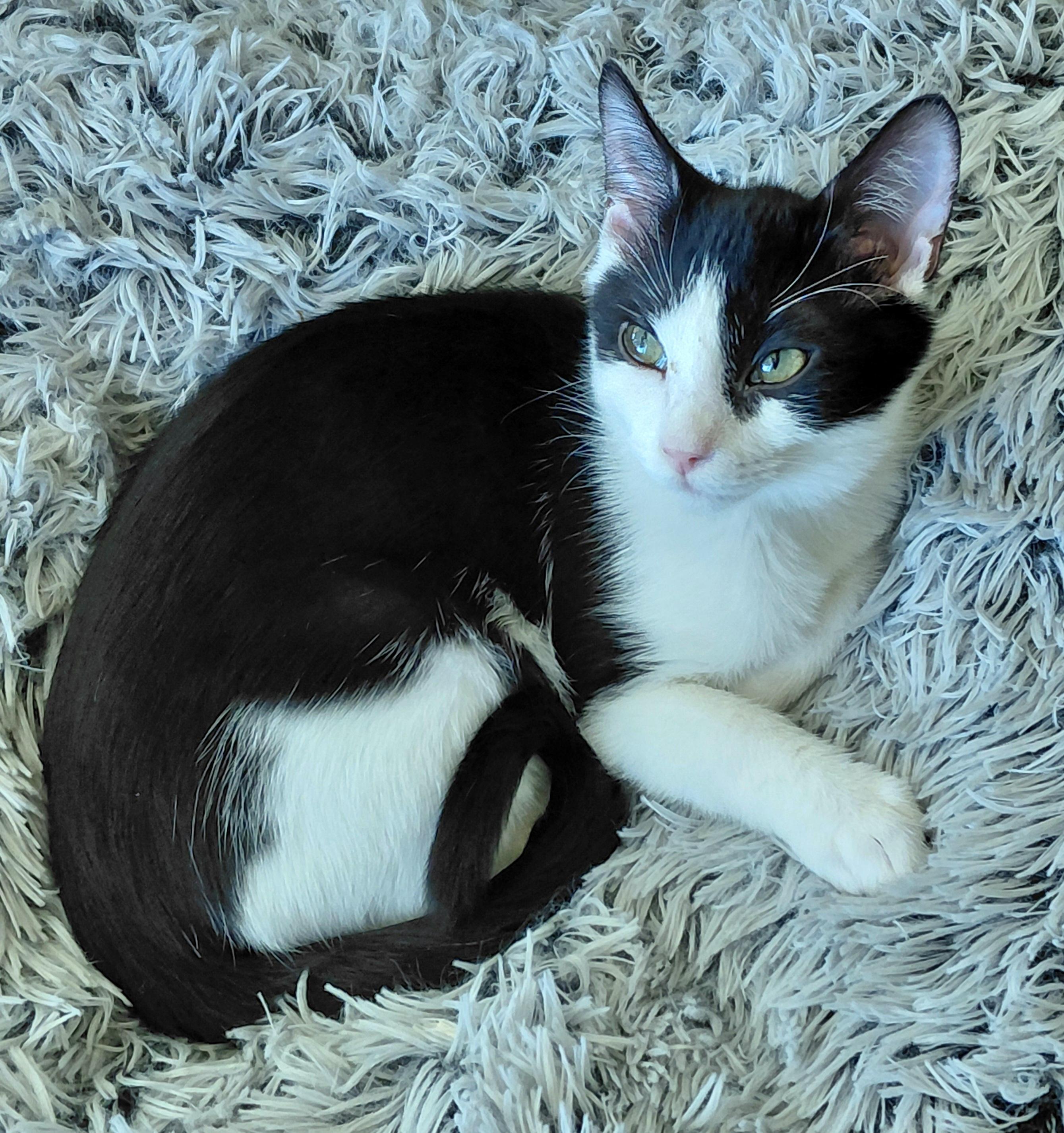 Oscar, a ADOPTABLE mixed breed in Melbourne, FL image 1/6