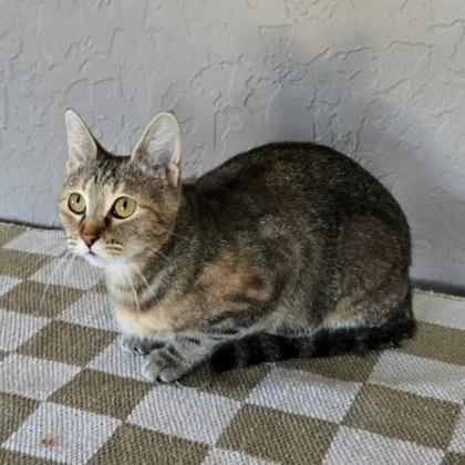 Enlarge Bubbles, a ADOPTABLE mixed breed in Warr Acres, OK image 1/1