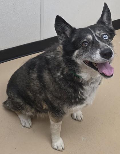 Xena, Adoptable, Adult Female Siberian Husky & Mixed Breed.