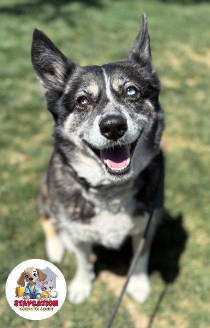 Enlarge Xena, a Adoptable mixed breed in Phoenix, AZ image 2/3