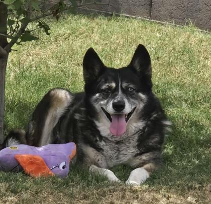 Enlarge Xena, a Adoptable mixed breed in Phoenix, AZ image 3/3