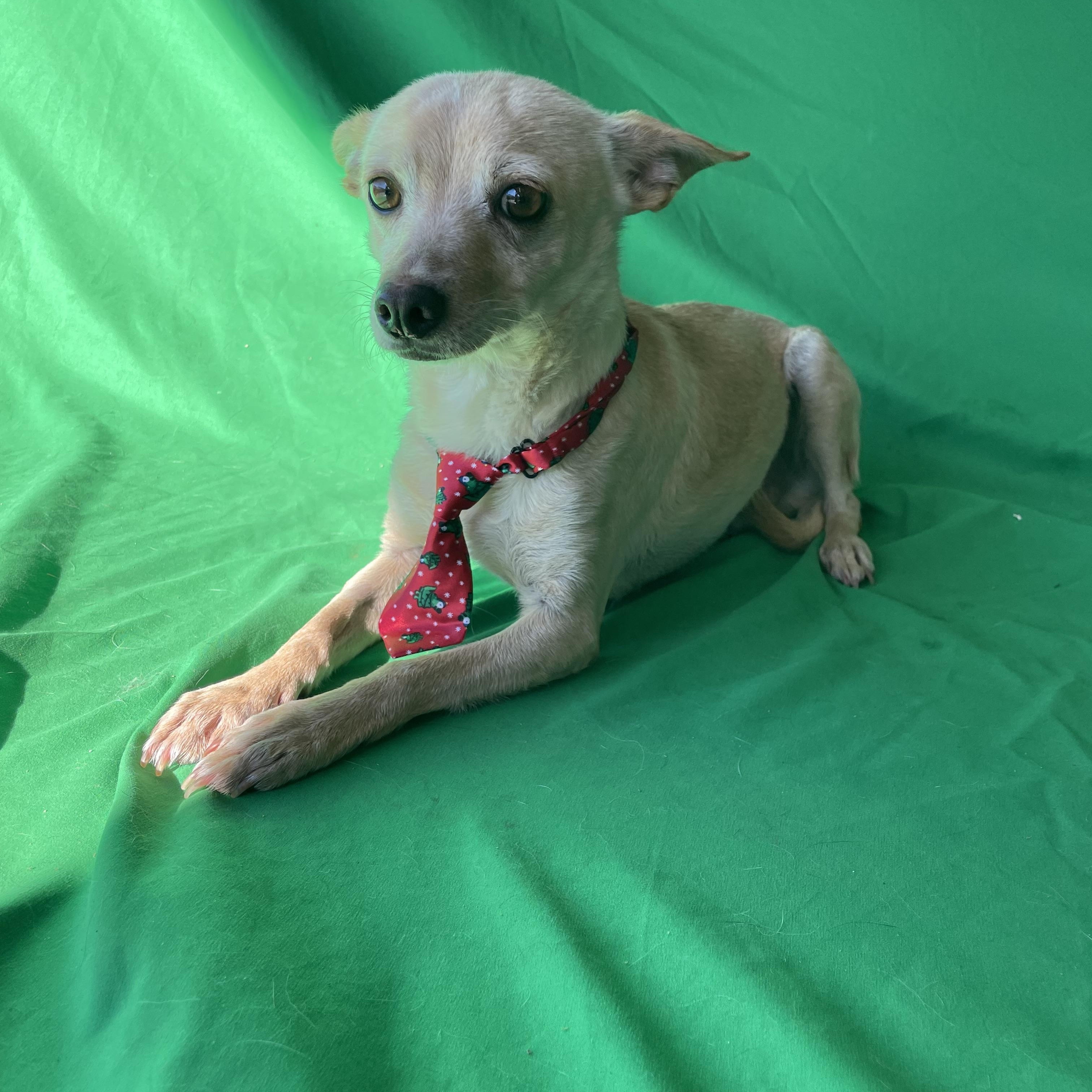 Frankie , an adopted Chihuahua in Phoenix, AZ image 1/3