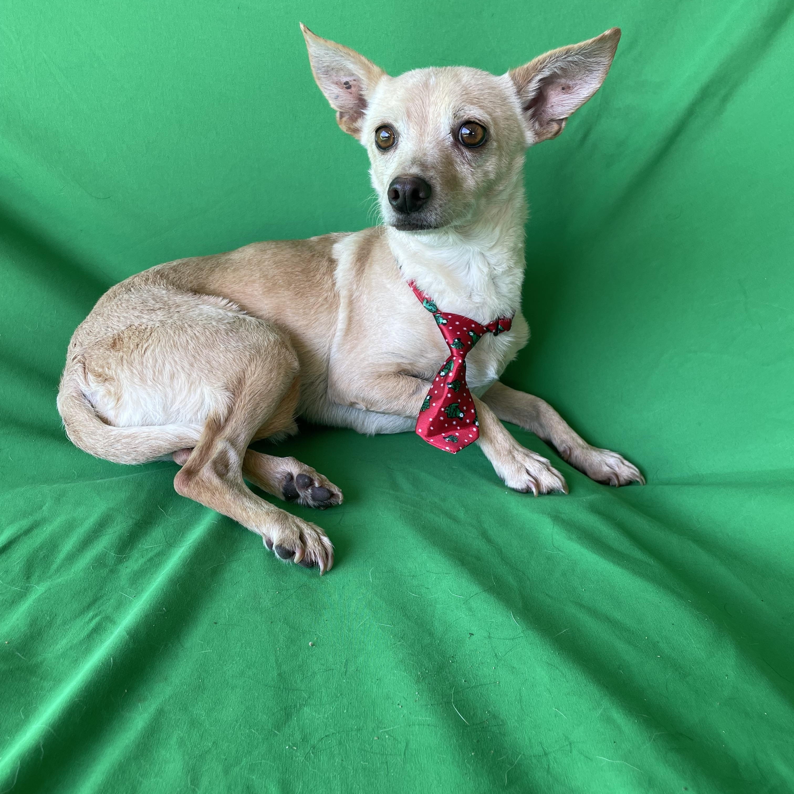 Frankie , an adopted Chihuahua in Phoenix, AZ image 2/3