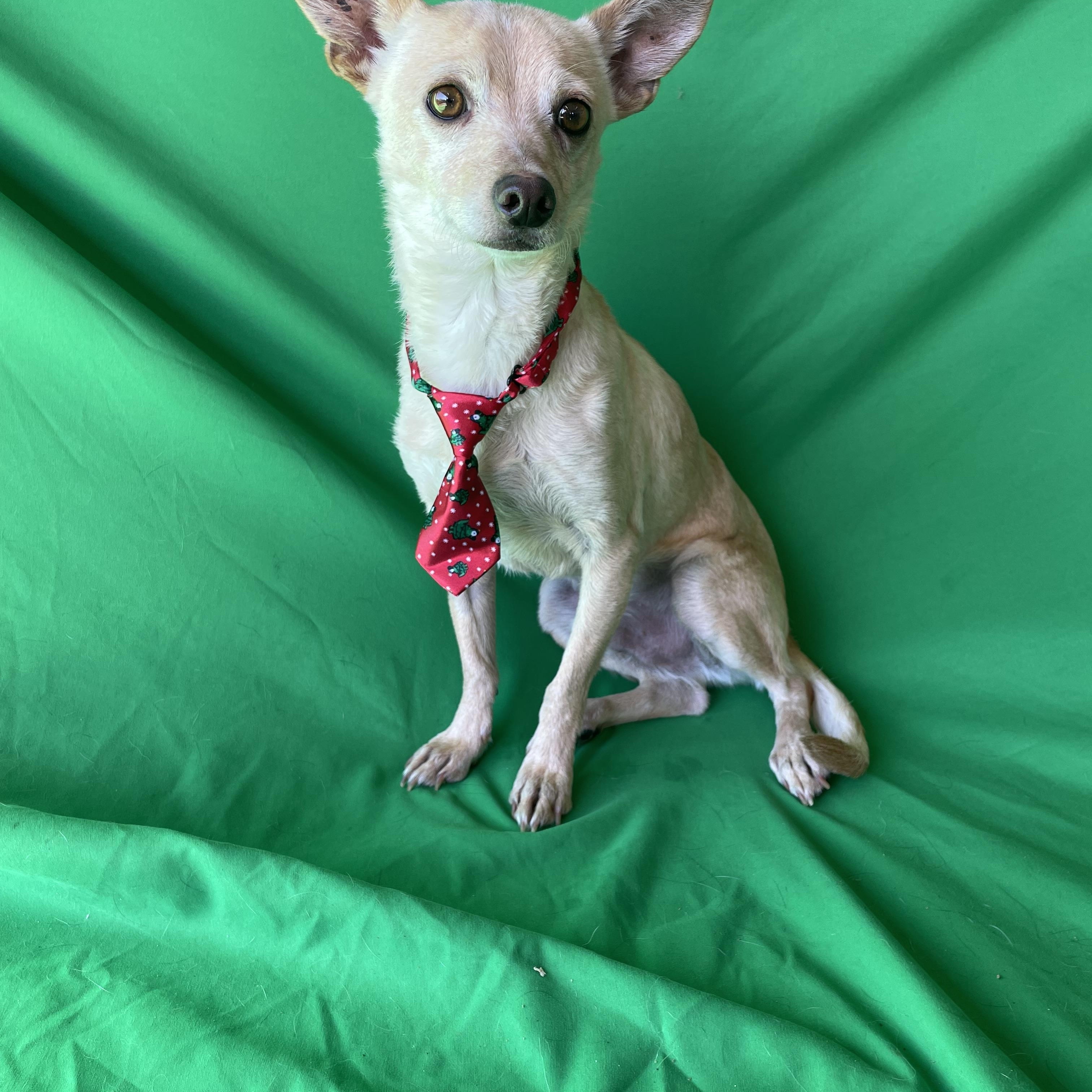 Frankie , an adopted Chihuahua in Phoenix, AZ image 3/3