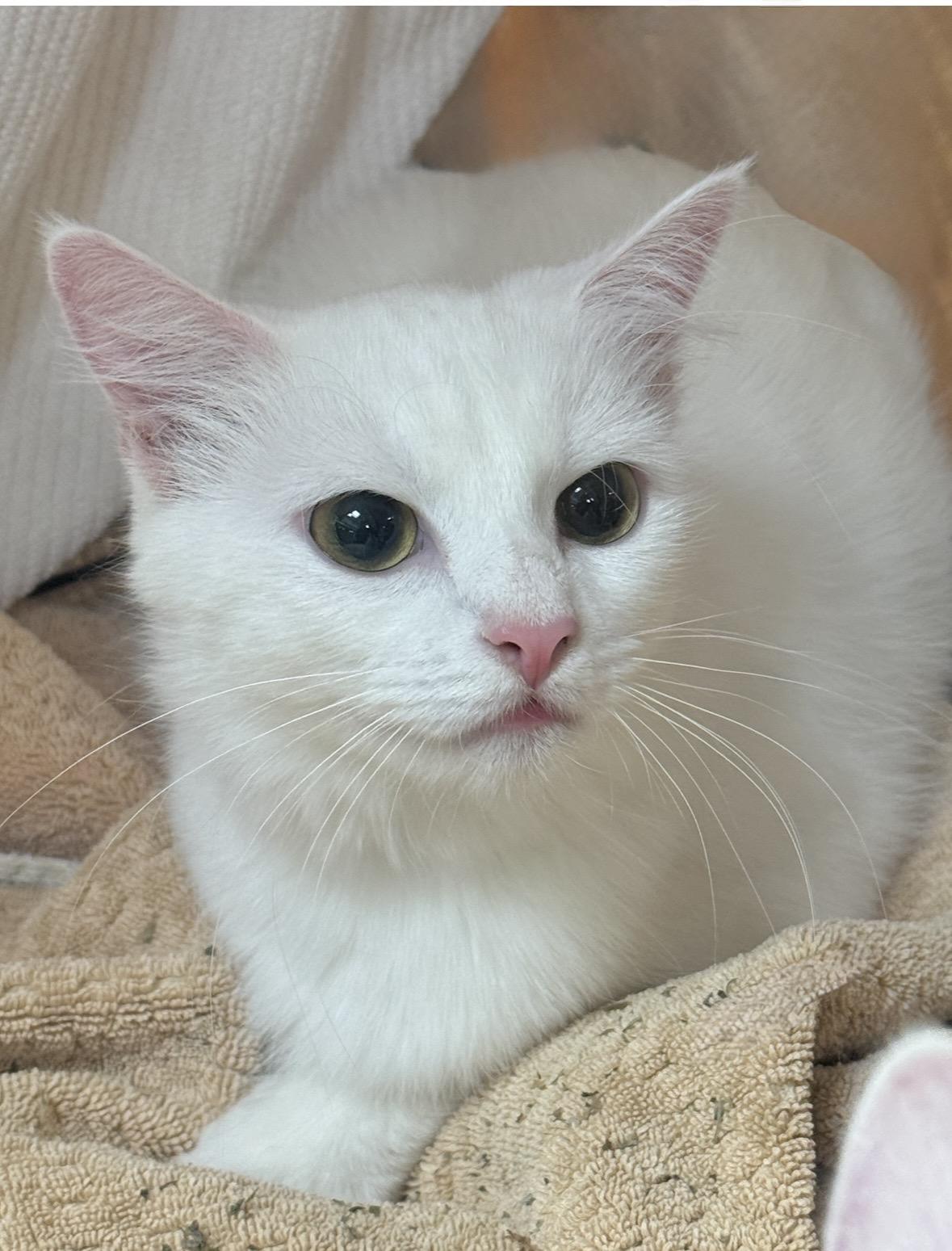 Char , Adoptable, Young Female Turkish Angora & Domestic Long Hair.