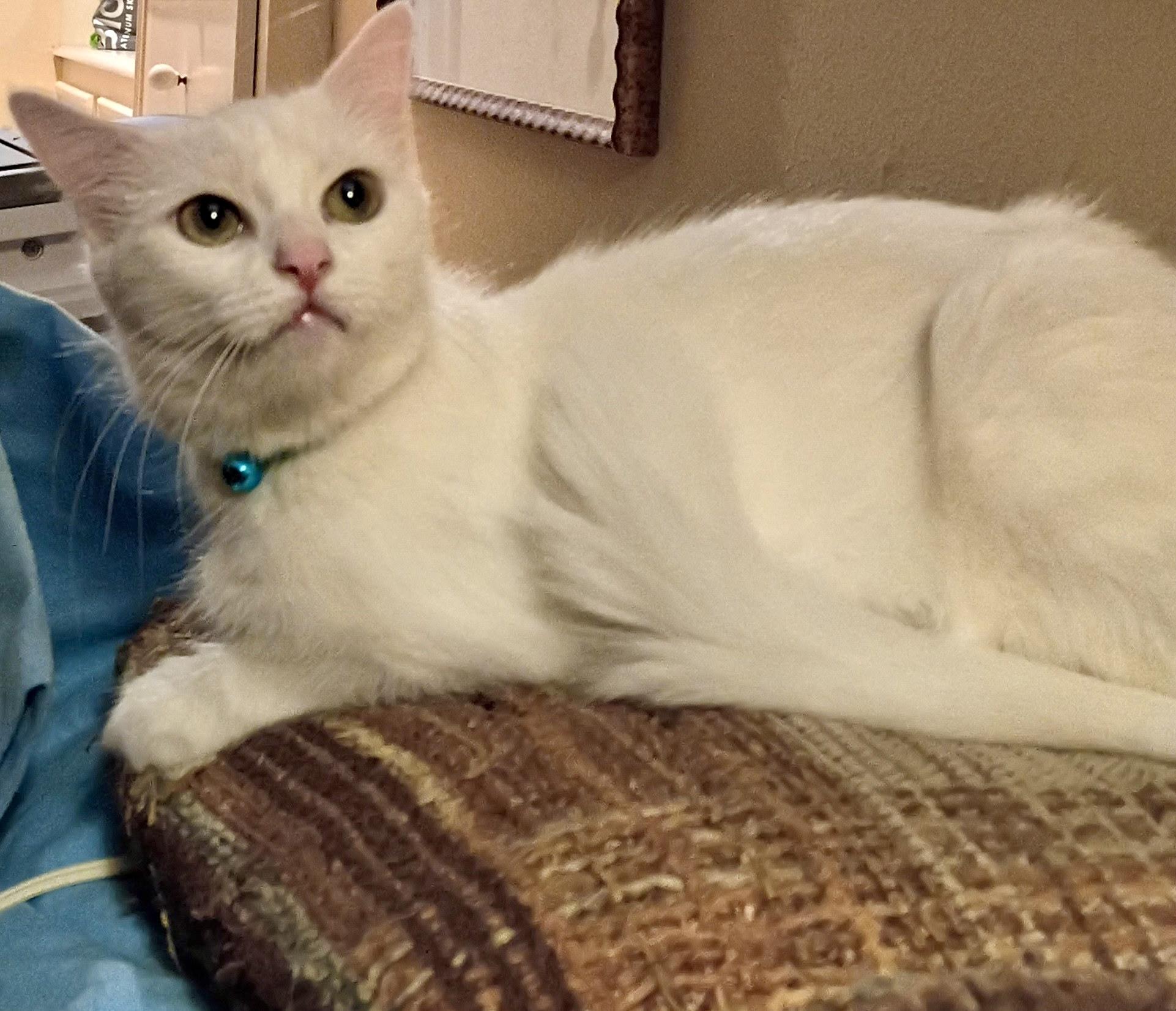 Enlarge Char , a Adoptable mixed breed in Houston, TX image 3/3