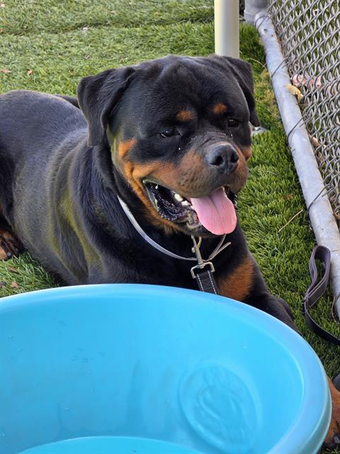 Enlarge ROOTBEER, a Adoptable Rottweiler in Downey, CA image 1/1