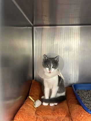 Macy (with Maxx) — thumbnail 2