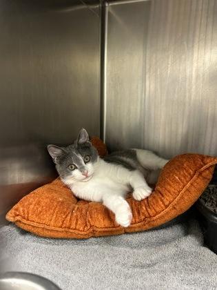 Macy (with Maxx) — thumbnail 3