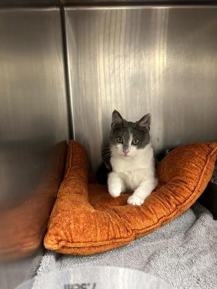 Macy (with Maxx) — thumbnail 4