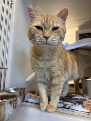 Enlarge Betsy Ross, a Adoptable mixed breed in Cumming, GA image 1/3