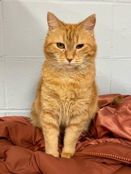 Betsy Ross, Adoptable, Young Female Domestic Short Hair & Domestic Short Hair.