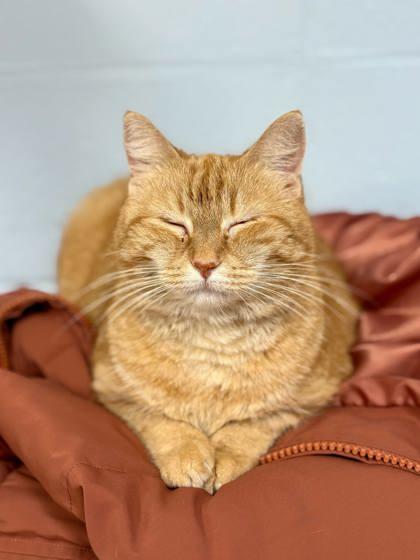 Betsy Ross, Adoptable, Young Female Domestic Short Hair & Domestic Short Hair.